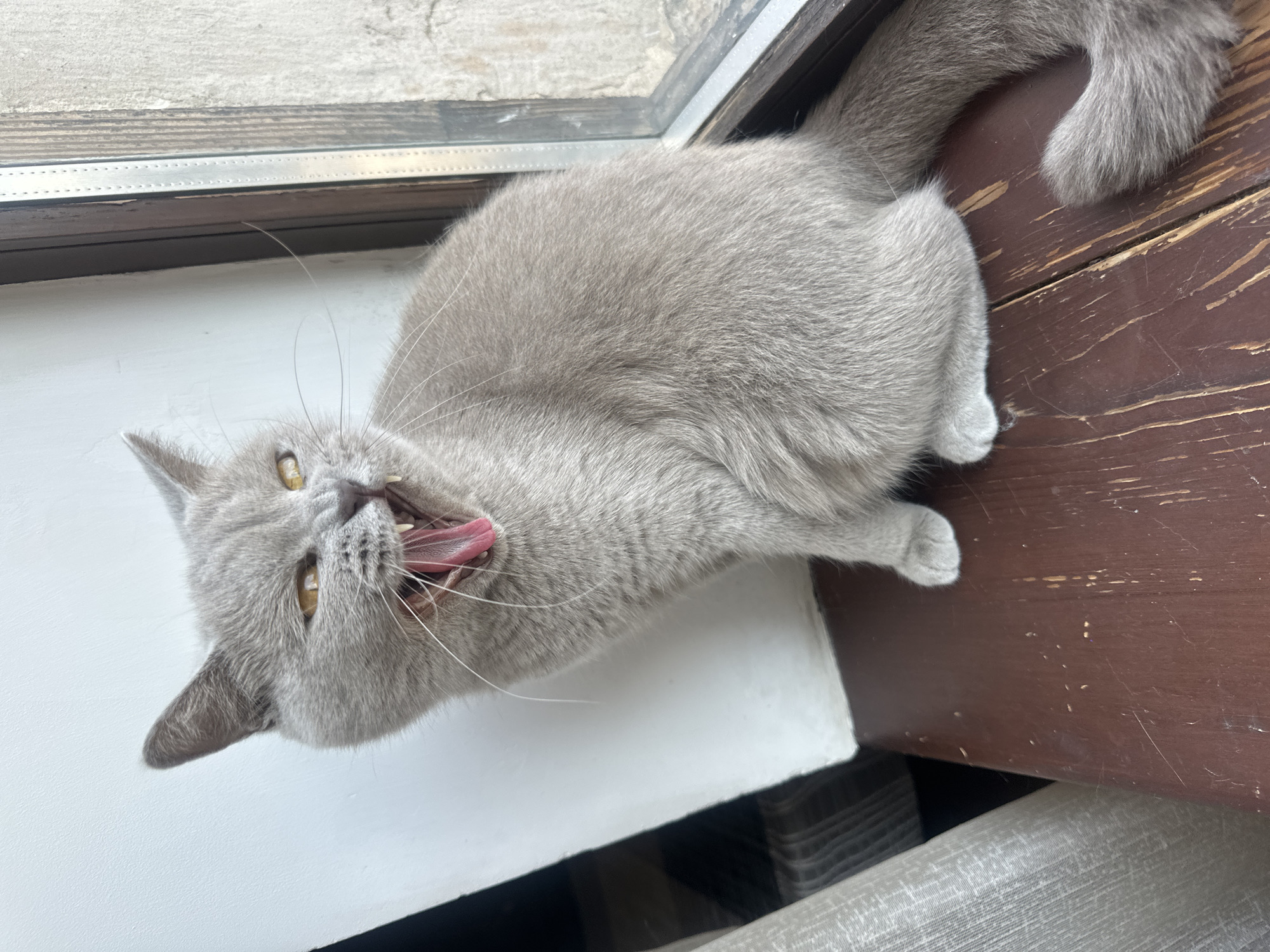 A British Shorthair cat with grey fur and yellow eyes is sitting on a wooden surface near a window and yawning. The cat's mouth is wide open, revealing its pink tongue and sharp teeth. The background consists of a white wall and a window with vertical blinds. The wooden surface appears worn and scratched. No people or other animals are visible in the image. The scene is likely indoors, in an urban setting. The mention of Ternopil, Ukraine, is not supported by visual evidence in the image.