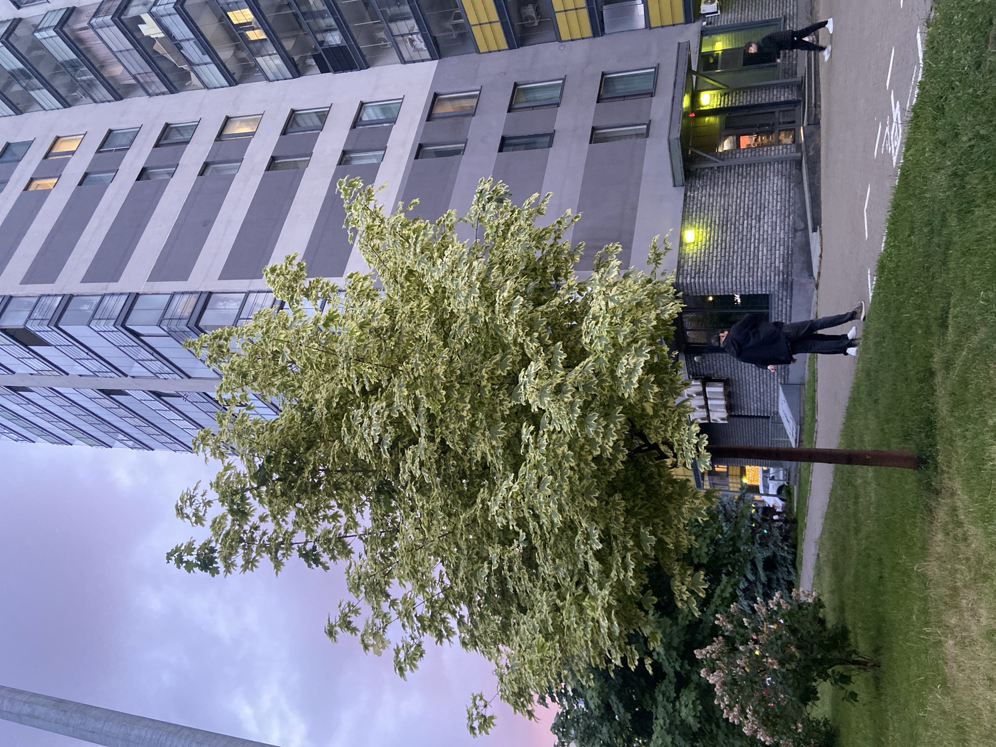 An urban scene depicts a modern residential or commercial building at dusk or early evening. The image is oriented vertically, showing the building on the left, a path and grass on the right.
The central subject is a large, vibrant tree with variegated leaves, displaying shades of green and light yellow or white. Its canopy extends across much of the mid-ground. Other smaller trees and bushes are visible beneath it and further to the right.
The building is multi-storied with a striking facade composed of grey and lighter-toned panels. It features numerous rectangular windows, some of which show illuminated interiors, indicating the time of day. The upper section of the building has large, reflective glass panels. At ground level, there's a section with dark brickwork and a well-lit entrance, under a projecting canopy.
Two individuals are present on a paved pathway that runs alongside the building. One person, dressed in dark clothing, stands near the brightly lit building entrance. Another person, also in dark attire with white shoes, is further down the path, seen from the back, appearing to walk away from the building.
The sky above is a mix of soft purple, pink, and grey clouds, characteristic of twilight. The ground consists of the paved pathway, which has faint white markings, including what appears to be a partial bicycle symbol and some indistinct text, possibly "VELO" or similar. Beyond the path is a strip of green grass. A dark light pole is visible between the tree and the grass strip. The artificial lights at the building's entrance and within some windows contribute to the dimming light of the scene. The overall atmosphere is calm and quiet. The location context is Kazan, Russia.