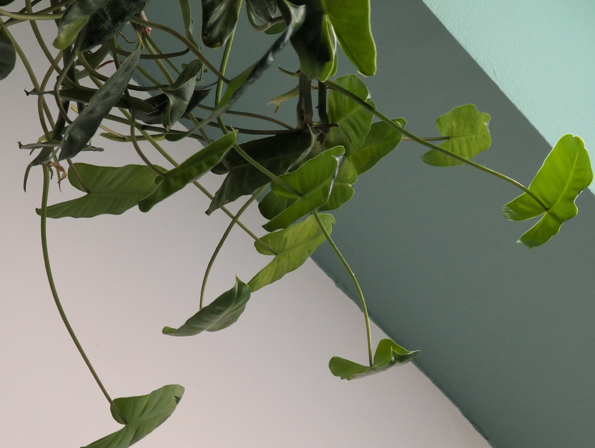A hanging plant with many green leaves is the main subject of this image. The plant is suspended from above and its leaves and vines cascade downwards. Some leaves are large and spade-shaped, while others are long and narrow. The plant's stems are thin and wiry. The background consists of a light-colored wall and a teal-colored ceiling or wall section. There is a shadow cast across the teal surface, suggesting a light source from the side, possibly indicating daytime. The overall setting appears to be indoors, possibly in a home or greenhouse. There is no text visible in the image.
