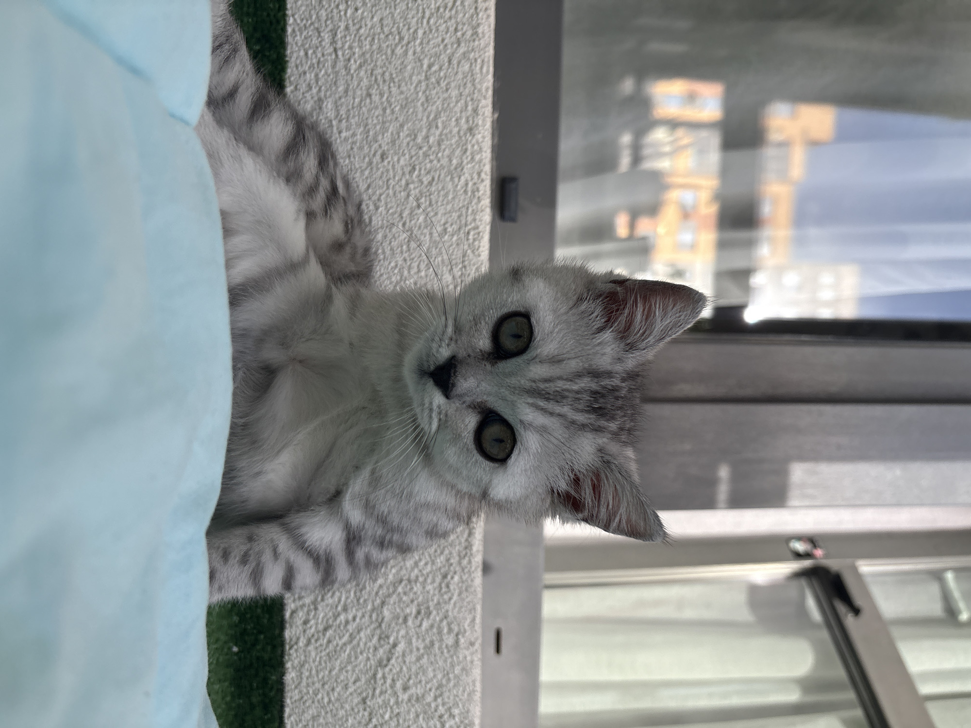 A silver tabby kitten with green eyes lies near a window. Reflected in the window glass are buildings suggesting an urban environment; the location is possibly Izhevsk, Russia. The kitten is partly obscured by a light blue soft object. A patch of green material is also visible. The kitten appears relaxed, looking directly at the viewer. The background suggests an interior space next to a window overlooking an external environment.
