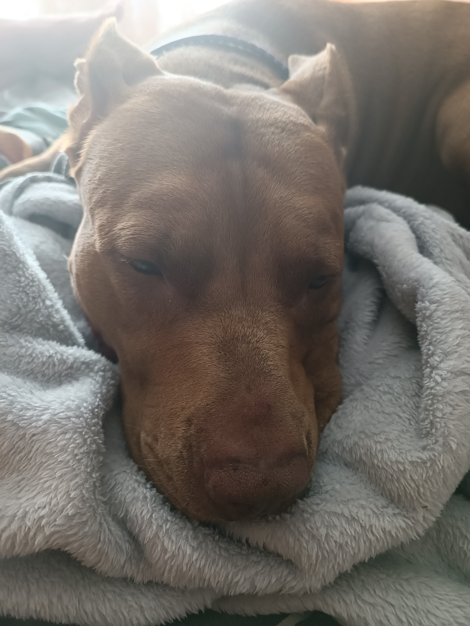 A brown-colored dog is resting comfortably on a soft, light blue blanket. The dog's head is turned to the side and its eyes are partially closed, suggesting it is either asleep or very relaxed. The lighting in the image is soft and diffused, with a bright light source coming from the upper left, creating a slight glare on the dog's fur. The background is out of focus but appears to be a domestic setting, possibly a bed or sofa, given the presence of the blanket. There are no people visible in the image, and the focus is solely on the dog and its immediate surroundings. The scene conveys a sense of peace and comfort. No specific location within Zaporizhzhia, Ukraine can be identified from the visual information provided.