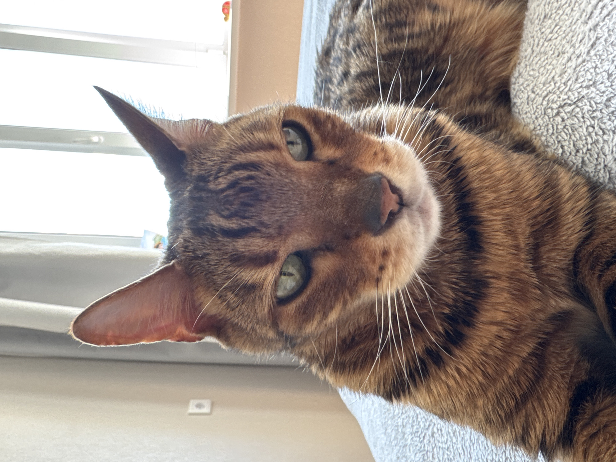 A close-up shot shows a Bengal cat lying down, turned sideways so its face is tilted upward toward the camera. The cat's fur is patterned with dark brown spots and stripes against a lighter brown background. Its eyes are green. The cat's head is angled toward the left, and its ears are perked up. The cat is resting on a gray, textured surface. In the background, a window with blinds is visible. The location is Unknown, Unknown.