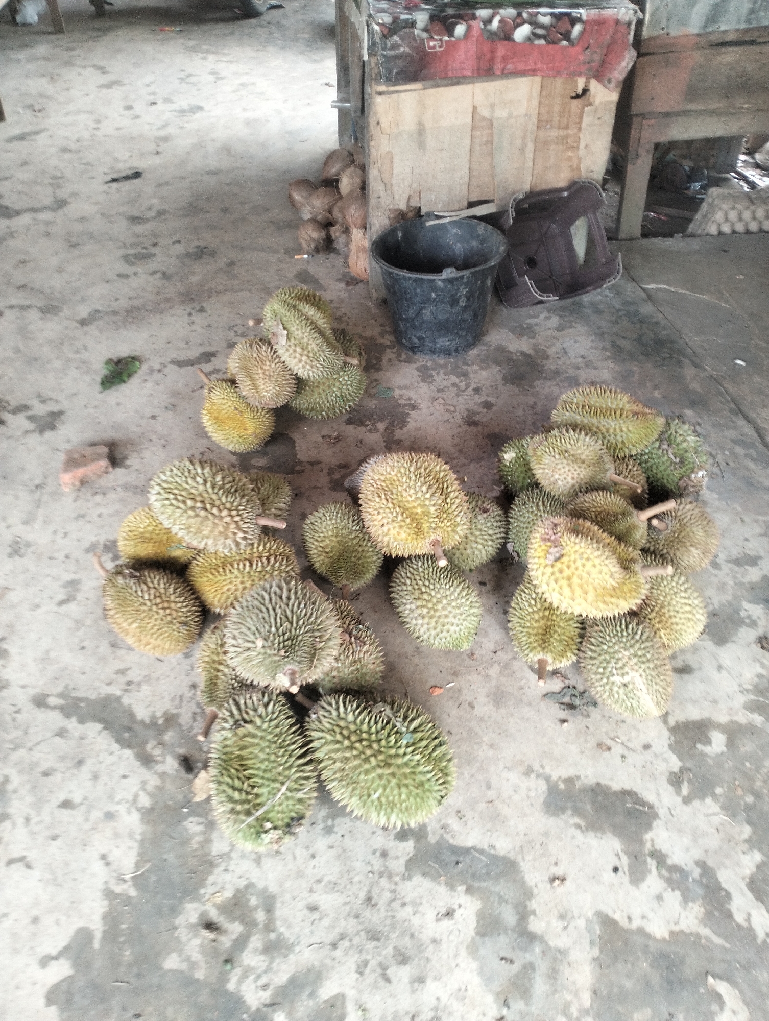 In Cotmerbo, Indonesia, a pile of durians sits on a concrete floor in an outdoor market. The durians are spiky and range in color from green to yellow. Some are partially obscured by others. In the background, there is a wooden stall with some items on it, including a black bucket and what appears to be a discarded chair. A pile of coconuts is also visible near the stall. The ground is dirty and uneven, with some debris scattered around.