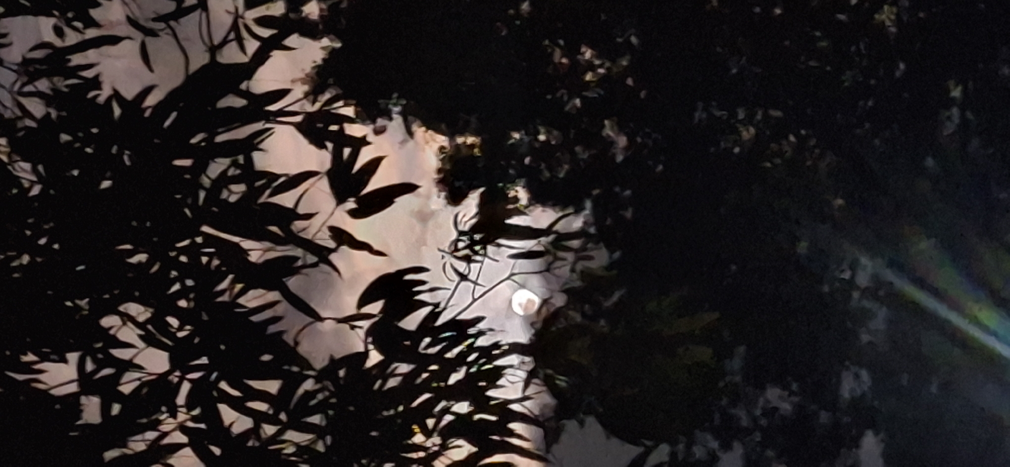 The image depicts a view of the sky with a full moon, partially obscured by the silhouettes of tree branches and leaves. The sky is a dusky pink and gray, suggesting either twilight or dawn. A faint rainbow-like light effect is visible in the lower right portion of the image. The overall scene is dark and atmospheric, with the natural elements dominating the composition. There are no people or buildings visible in this image. The location is specified as Vallecito, Venezuela.