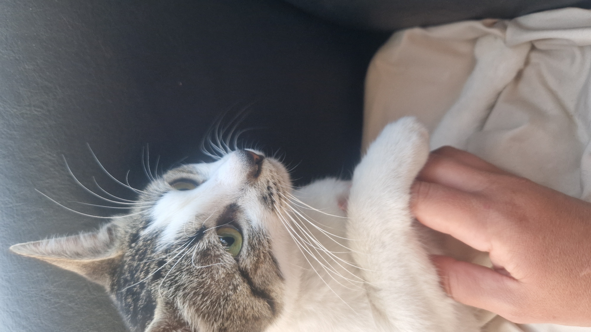A domestic cat with white and grey tabby markings is looking to the right, with its head and upper body in the foreground. The cat has green eyes and long white whiskers. A human hand is gently resting on the cat's chest and paw, which is covered by a light-colored fabric, possibly a blanket or clothing. The background is dark and appears to be the interior of a vehicle, with the dark texture of a seat visible. The image was taken indoors. The location is the Municipal Unit of Asini, Greece.