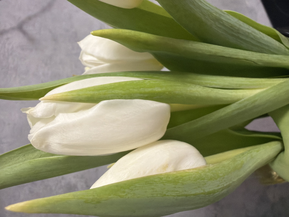 The scene depicts a close-up, vertical shot of a bouquet of white tulips in the city of Ковалёво, Russia. Approximately five white tulip buds are visible, primarily closed or partially open, showcasing their smooth petals. Several vibrant green stems and leaves, some with visible veins and slight creases, surround and support the tulip heads. A hint of a dark, likely black, container or vase is visible at the very bottom of the frame, with a small reflective gold-colored element present at the bottom-left edge. The background consists of a uniformly textured, light grey surface, consistent with an interior wall. No people or specific actions are depicted.