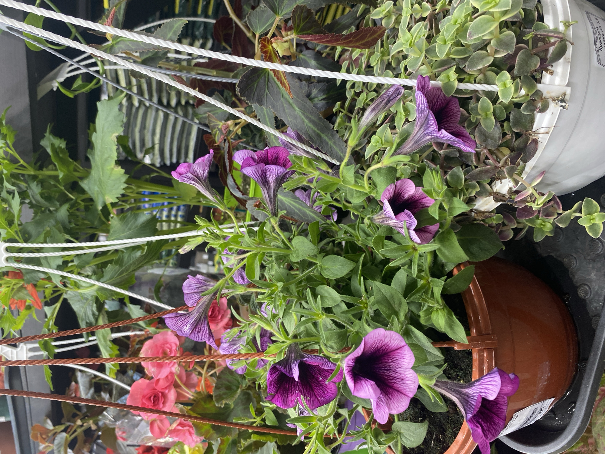The image depicts a collection of hanging potted plants. Prominently featured are petunias with deep purple, funnel-shaped flowers with veining. The plants are in brown and white plastic pots suspended by cords. Other plants, including begonias with pink flowers and leafy greenery, are visible as well. The plants are contained in a dark gray tray-like structure. There is no visible indication of the location being in Yekaterinburg, Russia.