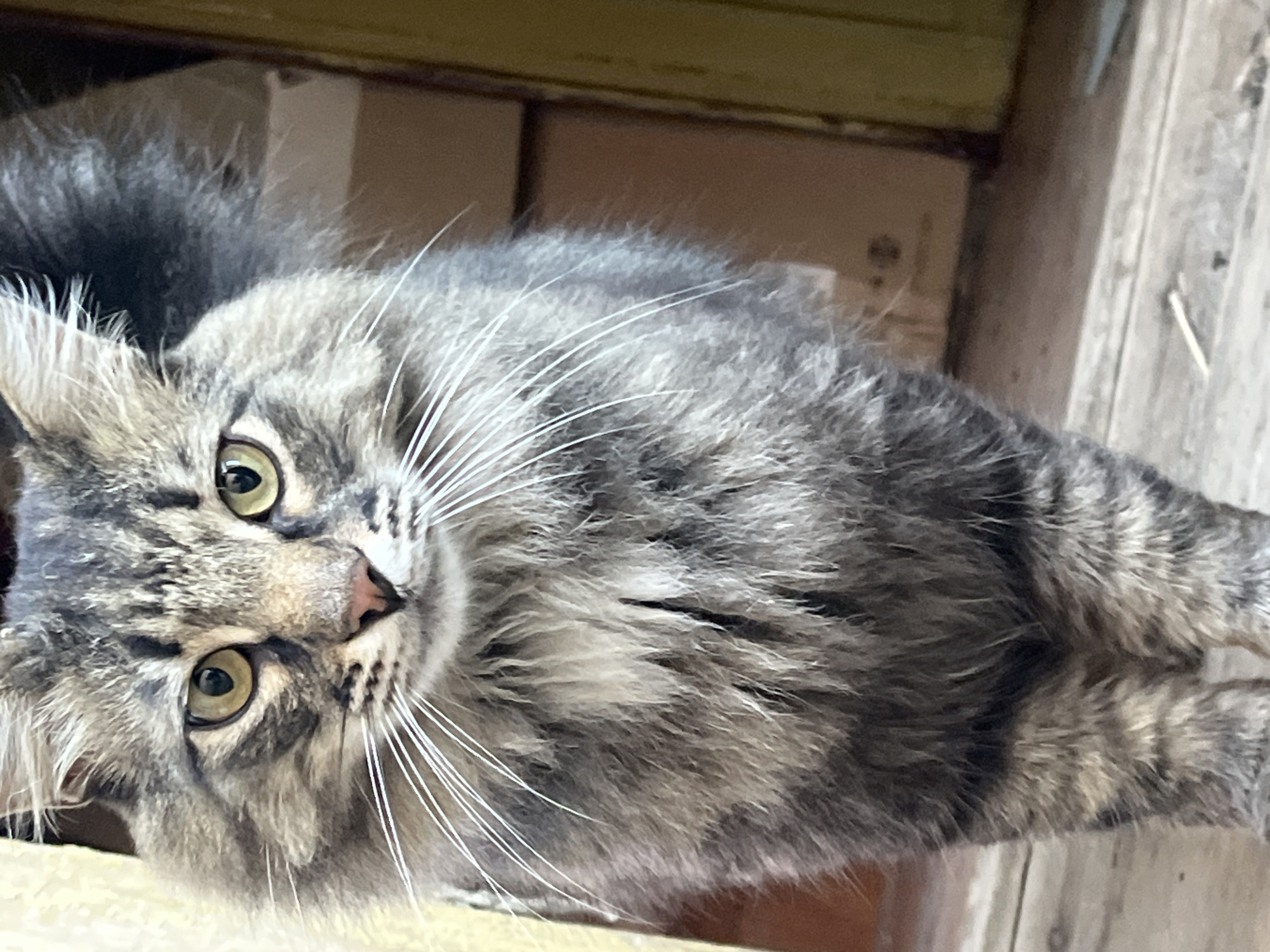 A close-up, eye-level shot captures a medium-haired, tabby cat standing on a wooden floor, facing the camera. The cat's fur displays a mix of grey, black, and brown tabby markings, with distinct stripes on its legs and body. Its large, bright yellow-green eyes are prominent, and its white whiskers fan out from its muzzle. The background is softly blurred, showing hints of cardboard boxes and a yellow-painted surface, suggesting an indoor or sheltered outdoor environment. The floorboards are worn and weathered. The image does not provide any specific information about the location in the city of Krasnyye Barrikady, Russia.