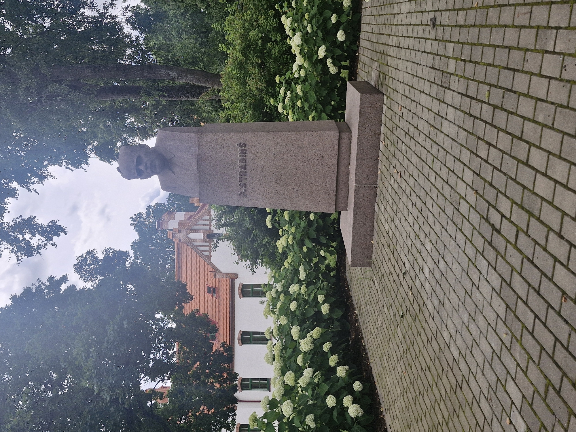 The image depicts a statue of a man's bust on a stone pedestal located in a park or garden setting. The statue is situated on a paved walkway made of interlocking bricks. Behind the statue, there is a building with a red tiled roof and white walls, featuring several windows with green frames. A dense row of white hydrangeas runs along the front of the building, partially obscuring it. Tall trees with lush green foliage are visible in the background and to the sides, casting shadows. The sky is cloudy. The inscription on the pedestal reads "P. STRADINŠ". This monument is likely located at the P. Stradiņš Museum of the History of Medicine in Riga, Latvia.