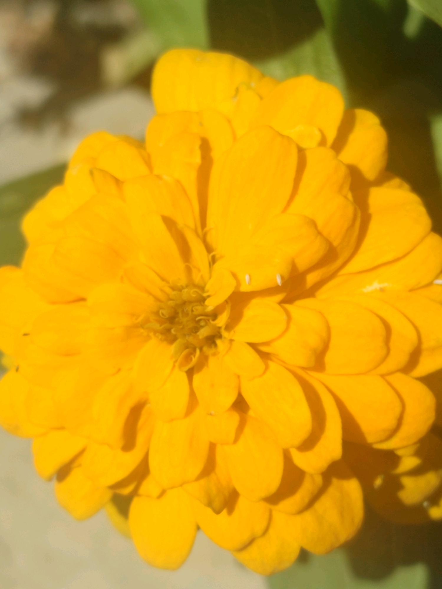 This is a close-up, low-angle shot of a bright yellow zinnia flower in bloom. The petals are layered and appear soft, with some showing subtle folds and creases. The center of the flower is a bit darker and more intricate, with visible stamens. The background is blurred, with hints of green foliage and a pale, out-of-focus ground. There are no people or man-made objects visible in the frame. The lighting suggests it is daytime, with some shadows cast by the petals. The image appears to be taken in a garden or natural setting. There is no information to pinpoint its location within Tashkent, Uzbekistan.