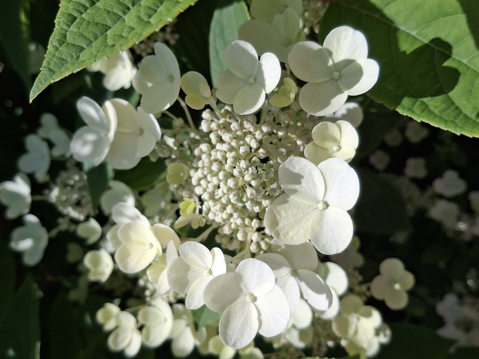 The image displays a close-up view of a cluster of white hydrangea flowers, with a textured green leaf prominently positioned in the upper right corner, casting a shadow on some of the blossoms. The flowers are delicate and feature multiple small petals, some appearing to be buds. The lighting suggests a sunny day, with highlights and shadows on the petals and leaf. The background is blurred and dark, indicating a natural, outdoor setting, likely a garden. The image does not contain any individuals or provide any specific information about its location within Ogre, Latvia.