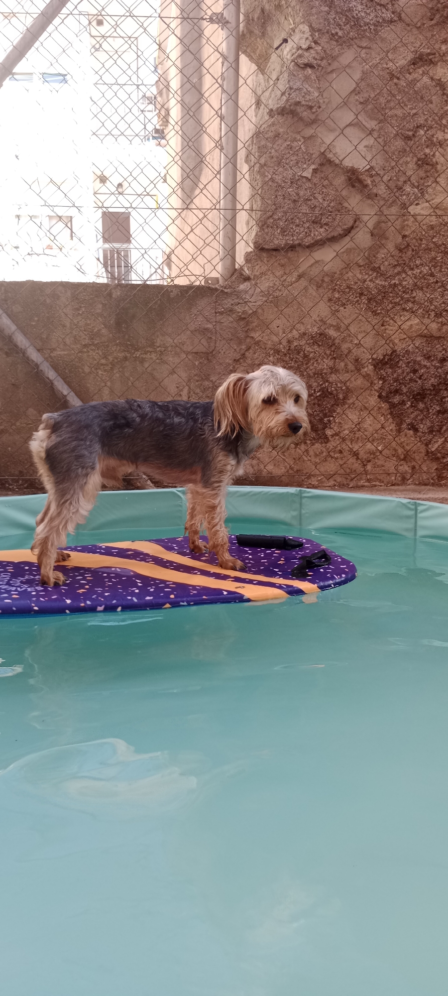 A medium shot shows a small, scruffy dog standing on a purple and orange patterned inflatable mat floating in a shallow, turquoise pool. The dog is a Yorkshire Terrier mix, with tan fur on its face and legs, and gray and black fur on its back and body. It is looking to the right with a slightly panting expression. The inflatable mat has a wavy orange stripe and is covered in small, scattered orange and white dots. The pool has a light green liner and the water is clear. In the background, a chain-link fence separates the pool area from a rough, textured wall and a building with windows. The scene appears to be outdoors, in a residential or backyard setting in Galapagar, Spain.