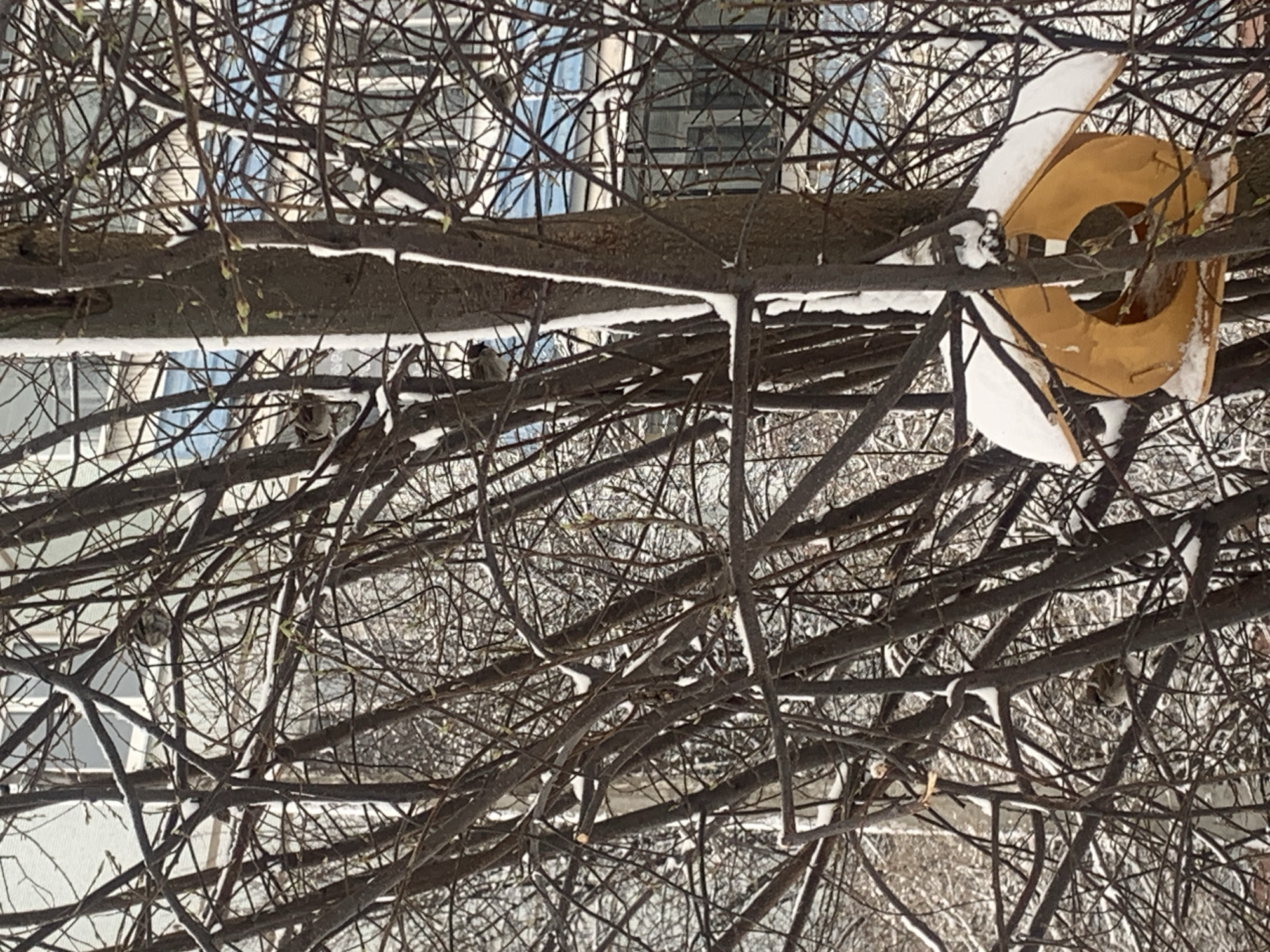 The image, taken outdoors, appears to be rotated sideways. It shows a dense network of bare tree branches, some covered with snow. In the background, a building with windows is visible. A bird feeder, also partially covered in snow, hangs from one of the branches. The feeder is cylindrical in shape with a large, circular opening. Based on the scene, it looks as if this picture was taken during the winter. There are small birds on branches. The location is potentially within the city of Chaikovsky, Russia, as specified.