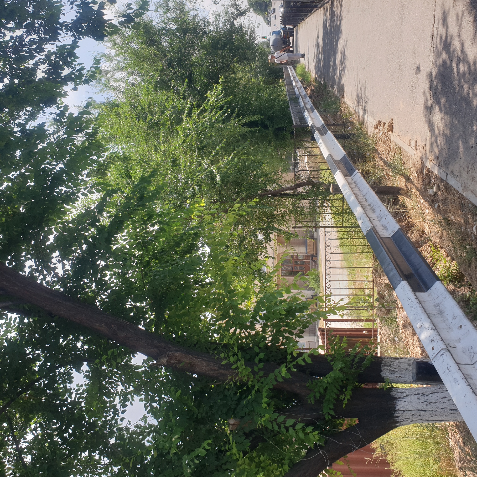 The image shows a roadside scene in Shymkent, Kazakhstan, on a sunny day with dappled light from overhead trees. In the foreground, a concrete barrier with black and white markings runs along the edge of an asphalt pathway. To the left of the pathway, there is a metal fence with ornate scrollwork, behind which are buildings with pale facades and wooden doors. A large tree with dark bark, partially painted white at its base, stands prominently on the left, its leaves forming a canopy overhead. To the right of the pathway, a single individual, a man wearing a light-colored shirt, light-colored pants, and a cap, walks away from the camera. He carries a dark bag slung over his shoulder. Further down the road, a blue tanker truck with a large cylindrical tank is visible, along with other vehicles in the distance. The ground alongside the pathway is covered with dry grass and soil.