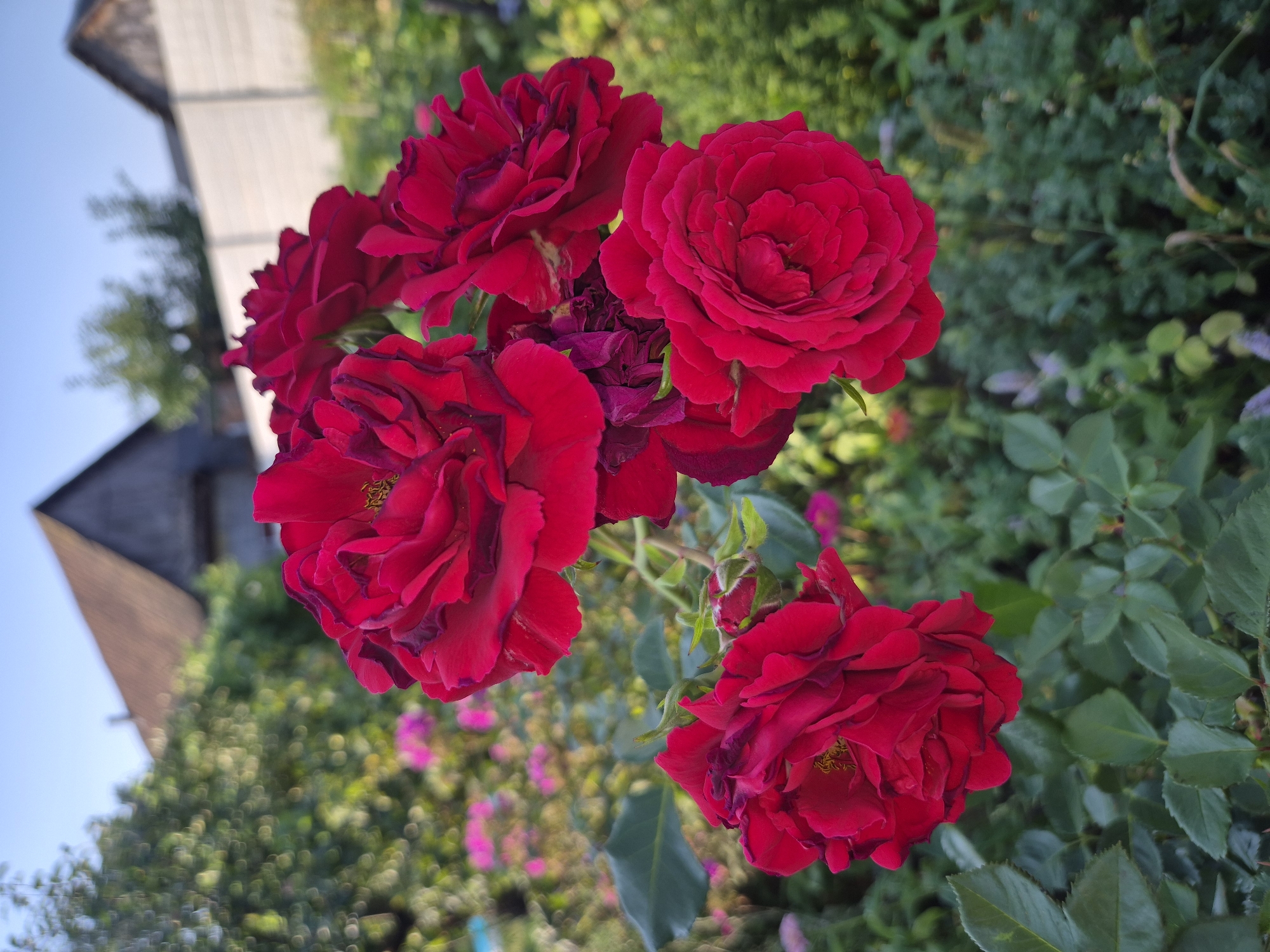 A close-up, slightly elevated, eye-level shot shows a cluster of deep red roses in bloom against a blurred background of greenery and a rural structure under a clear blue sky. The roses are the primary subject, with several fully opened blooms and one bud visible. The petals are velvety and layered, some with darker, almost burgundy edges. The stamen are visible in the center of the open roses, a bright yellow contrast to the red. Green leaves and stems surround the roses, some also slightly blurred. In the background, out of focus, are various plants and foliage, including what appear to be smaller pink flowers. A weathered wooden building with a dark, peaked roof and a white fence are visible in the distance, suggesting a rural setting in Парыцкі сельскі Савет, Belarus. The lighting indicates it is daytime, likely late afternoon due to the soft quality of the light. No people or animals are present in the image.