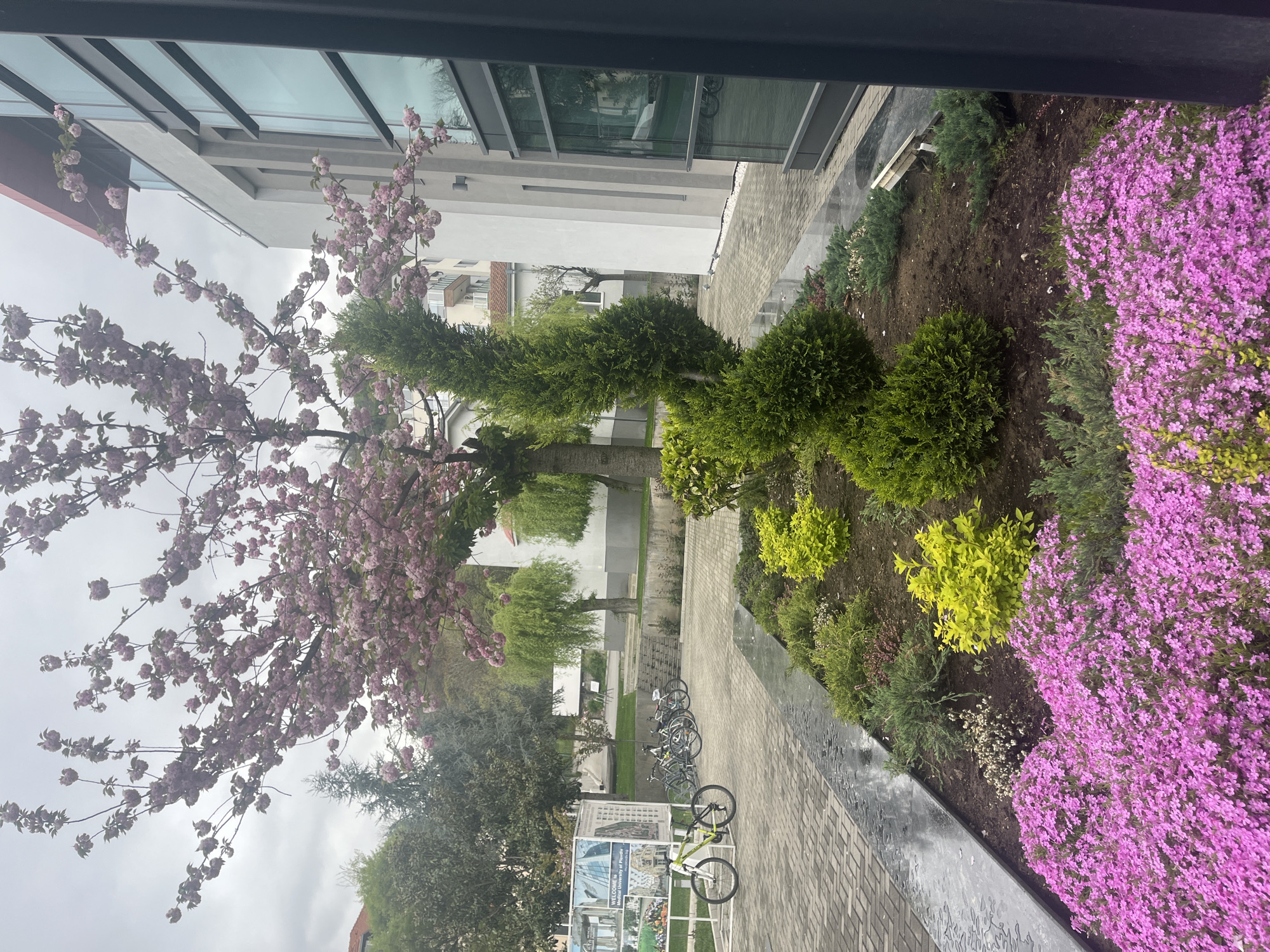 This outdoor scene depicts a landscaped area, likely part of a university campus or modern building complex in Plovdiv, Bulgaria, captured during an overcast daytime. The foreground features a vibrant garden bed with various plants and a paved walkway.
To the left, a large tree with abundant pink blossoms, indicative of spring, extends its branches across the frame. Its delicate flowers contrast with the grey sky visible through the foliage. In the garden bed to the right, a striking mass of bright magenta ground cover flowers dominates, alongside various green shrubs, some with yellow-green foliage, and several neatly trimmed evergreen bushes, including a tall, conical one. Areas of dark, bare soil are also visible within the beds.
A paved walkway, composed of grey interlocking bricks, runs through the mid-ground. Along this walkway, several bicycles are neatly parked in a bike rack. Another yellow bicycle lies on its side next to a white sign.
Modern buildings with sleek grey and white facades and large glass windows are visible in the background. The windows reflect parts of the sky and surroundings. The white sign near the bicycles displays legible text that reads "WELCOME to" and "Medical University of Plovdiv," confirming the specific location. The overcast weather provides soft, diffused lighting, highlighting the fresh spring colors of the vegetation. No people are visible, contributing to a serene and tranquil atmosphere within this well-maintained urban environment.