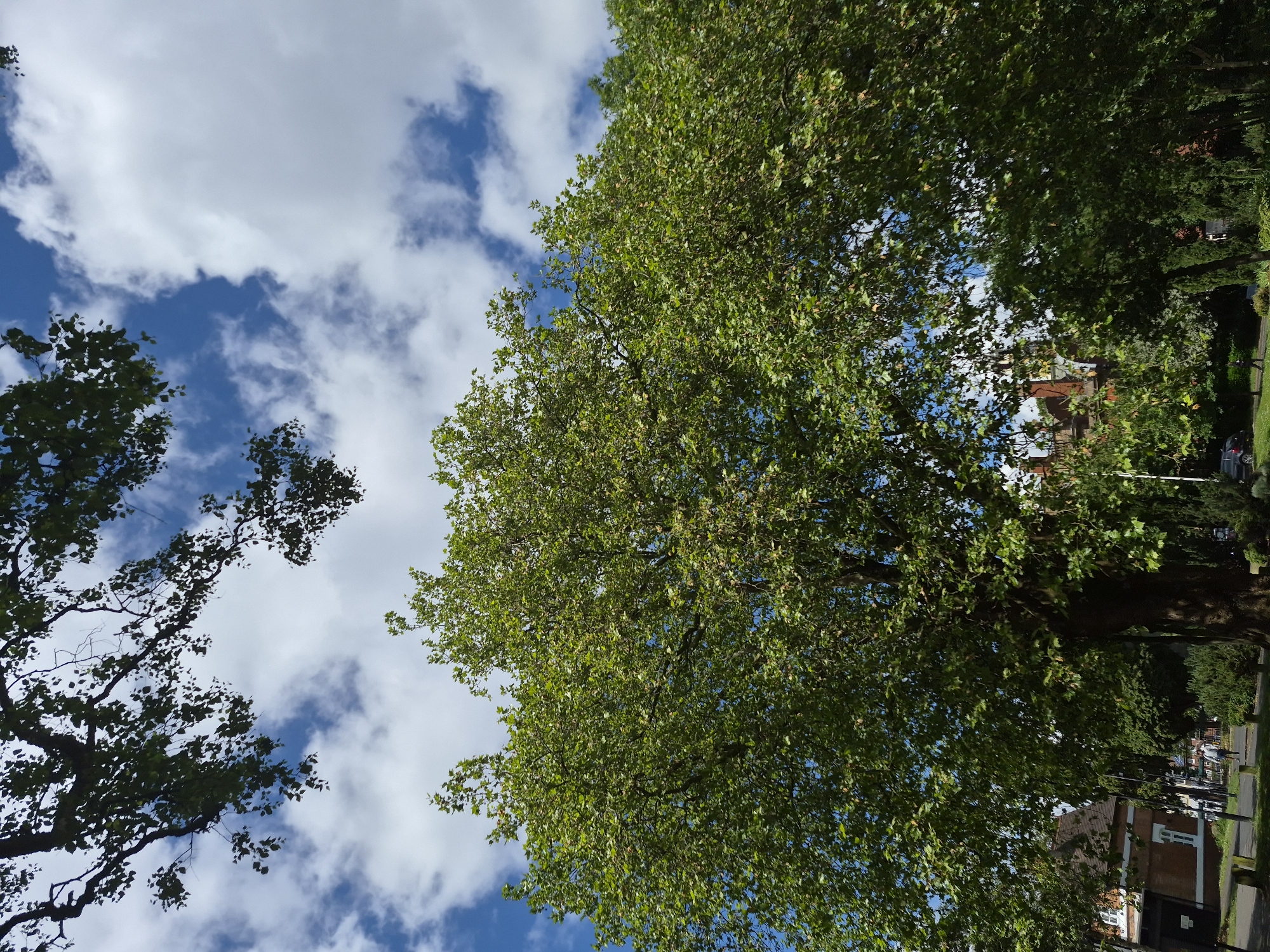 A low-angle shot captures a large, leafy tree dominating the frame against a bright blue sky scattered with white clouds. Branches from other trees frame the top of the image. Below the canopy, a brick building with white-trimmed windows is visible on the left, suggesting an urban or suburban setting. A person is walking on a paved path in front of the building. The scene appears to be in Sandwell, United Kingdom, likely during daytime with fair weather conditions.