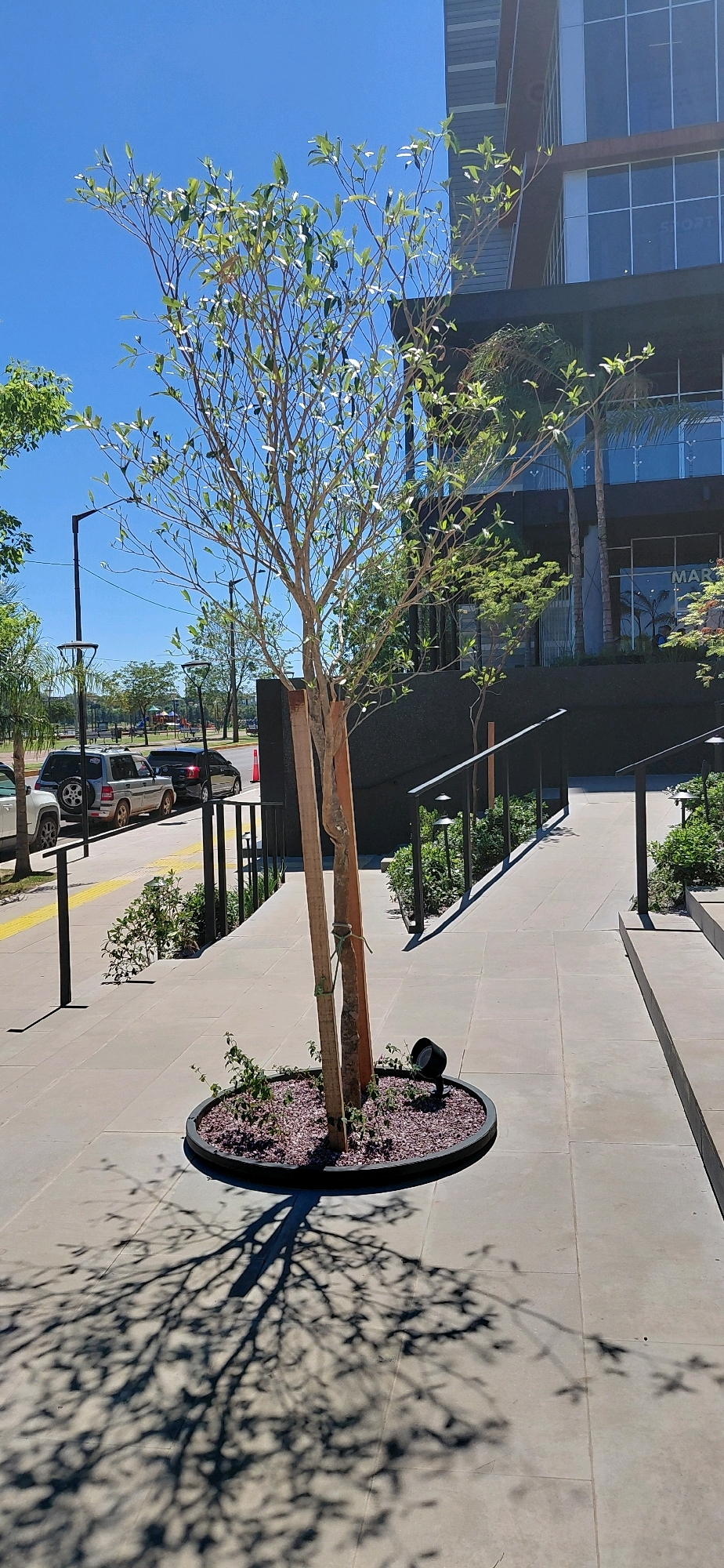 The image captures a sunny outdoor scene with a young tree in the foreground, planted in a circular dark planter filled with reddish-brown mulch. The tree is supported by two wooden stakes. The ground is paved with large, light-colored square tiles. In the background, a modern building with dark walls and glass windows is visible. To the left of the tree, a sidewalk with a yellow tactile paving strip runs alongside parked cars. A black lamppost with a circular light fixture stands on the sidewalk. Further to the left, trees and a children's playground are visible in the distance. A black metal railing with a ramp curves upwards on the right side of the image, leading towards the building. Small, dark outdoor lights are placed along the railing and near the base of the tree. The overall environment suggests an urban setting, likely a public space or commercial area in Encarnacion, Paraguay.