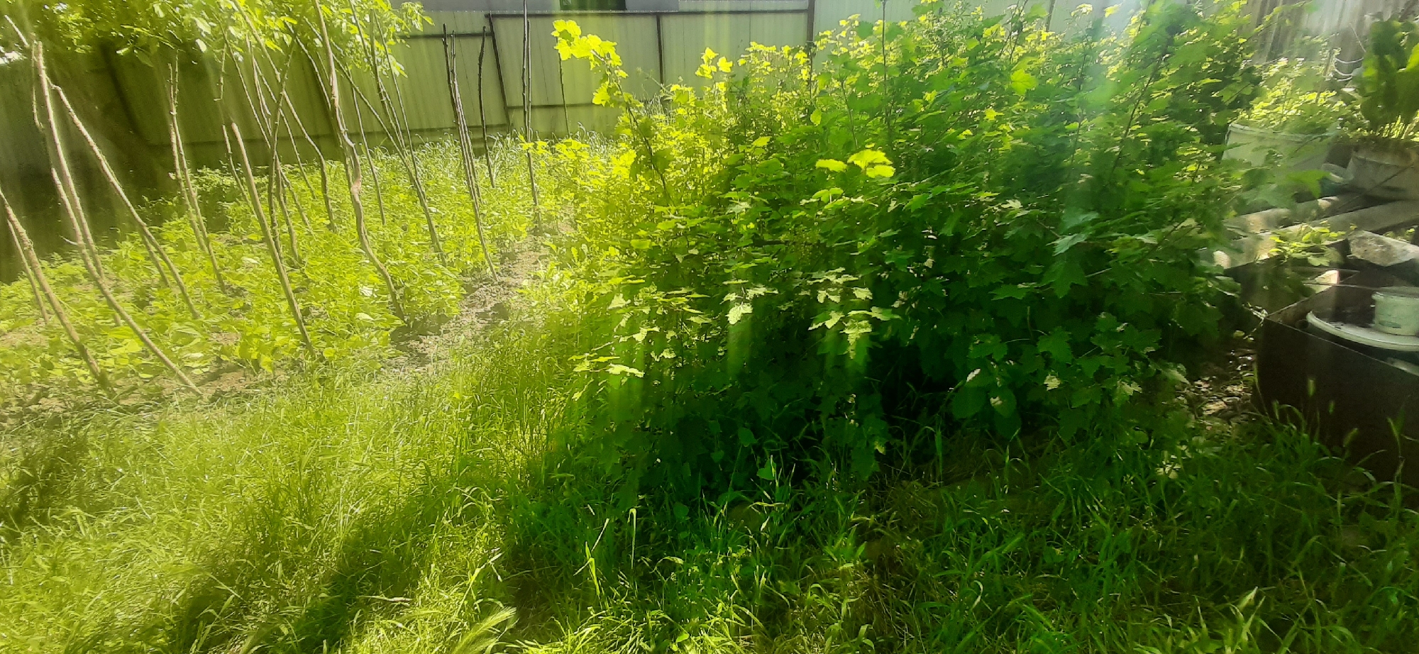 In Yessentukskaya, Russia, a densely vegetated, outdoor scene is captured under bright daylight. The foreground is dominated by lush green grass, with taller blades intermingled. To the left of the frame, a row of slender, bare tree saplings are planted in a line, their thin trunks leaning slightly. Behind them, a lighter green ground cover of smaller plants extends towards a light-colored, textured fence in the background.
The right side of the image features a large, bushy green shrub or tree, its leaves catching the sunlight and appearing bright yellow-green in places. The foliage is dense and extends outwards. To the far right, a rusted metal container or trough is visible, containing some white objects and what appears to be a white plastic lid or container. Piled next to it are some flat, gray, possibly stone or concrete materials. The overall impression is one of a somewhat untended, natural area within a property or garden.