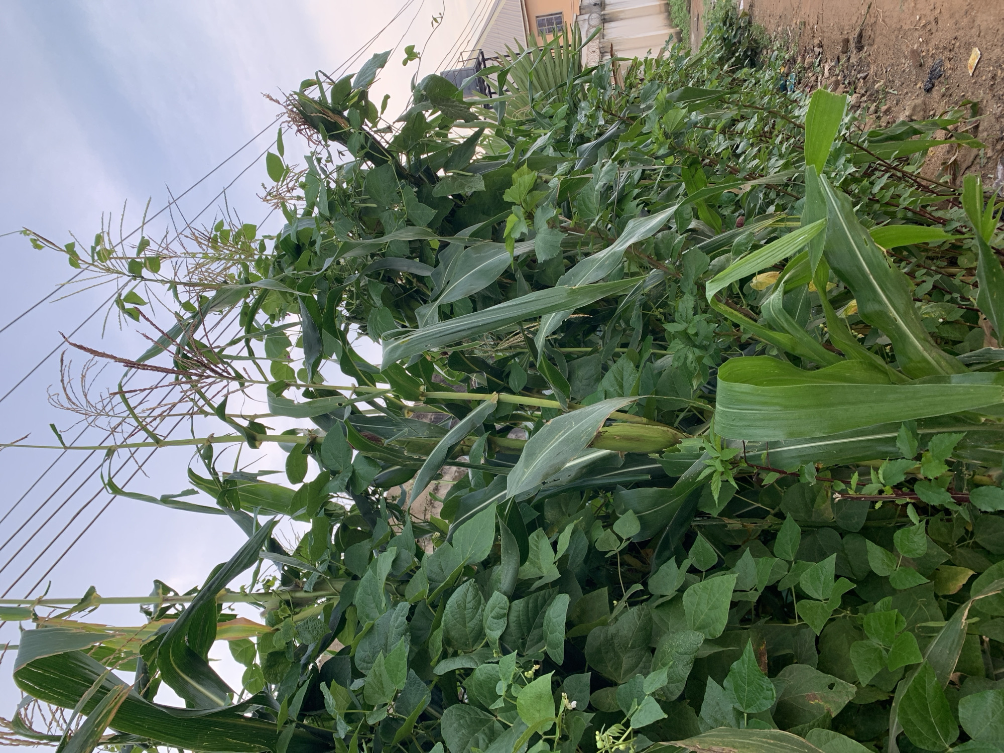 In Rafin Par, Nigeria, a dense wall of green vegetation, consisting of corn stalks and bean plants, lines a dirt path. The corn stalks, some bearing ears, rise tall and are intertwined with the leafy vines of the bean plants. Overhead, power lines crisscross the pale sky. Beyond the vegetation, a pale orange building with a dark water tank on top is visible, along with a light-colored fence. The ground beside the path is covered with loose soil and small stones. The scene appears to be an agricultural or semi-rural setting within the city.