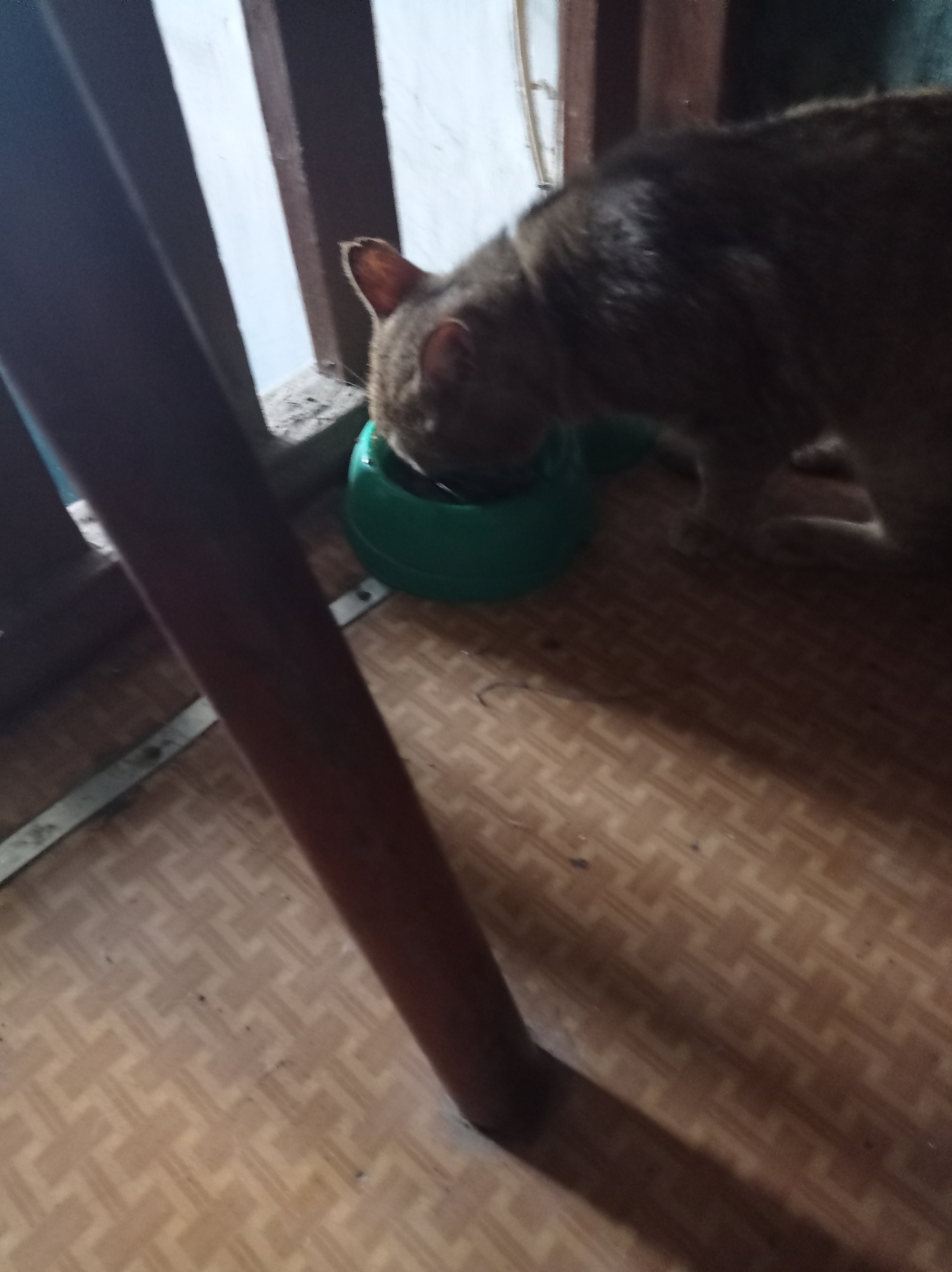 A brown cat is eating from a green bowl on a patterned linoleum floor next to a brown wooden table leg and a window. The location is not discernible from the image.