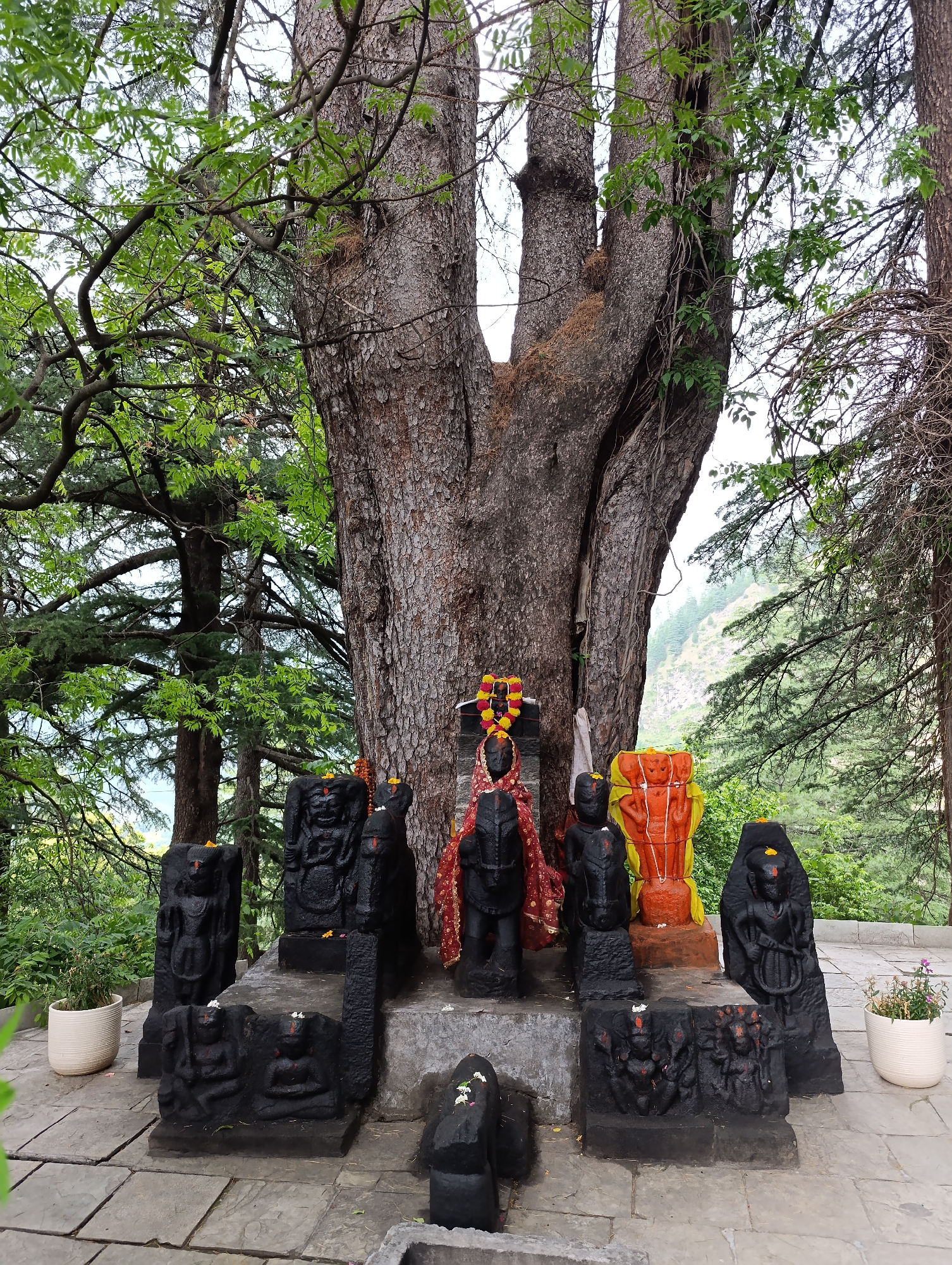This image captures an outdoor Hindu shrine nestled at the base of a colossal, ancient tree in Naggar, India. The multi-stemmed or deeply fissured trunk of the dominant tree forms a natural canopy over a collection of religious idols, primarily carved from dark black stone.
The idols are arranged on a stone-paved platform. A central black stone figure or lingam is draped with a red cloth and adorned with vibrant yellow and orange flower garlands, indicating recent worship. Surrounding it are numerous other black stone deities, varying in size and form. Many standing figures feature red marks (sindoor or tilak) and small flowers, suggesting devotional offerings. To the right, a prominent orange-colored idol, possibly Hanuman, is wrapped in a yellow cloth. Smaller carved black stone blocks at the base display intricate relief carvings of multiple figures, such as seated deities or Nandi.
The shrine is set within a rich natural environment, characterized by lush green foliage and numerous trees, including pine or deodar cedars, creating a dense forest backdrop. In the distance, verdant mountain slopes rise, confirming the hilly or mountainous location. The lighting is bright and diffused, suggesting a daytime scene, possibly under an overcast sky, as there are no harsh shadows. Two white potted plants with small flowers sit on the paved ground, adding to the serene ambiance. No human activity is visible, but the fresh offerings indicate regular care and worship. The scene evokes a profound sense of spiritual tranquility and a deep connection between nature and reverence. No text is visible in the image.