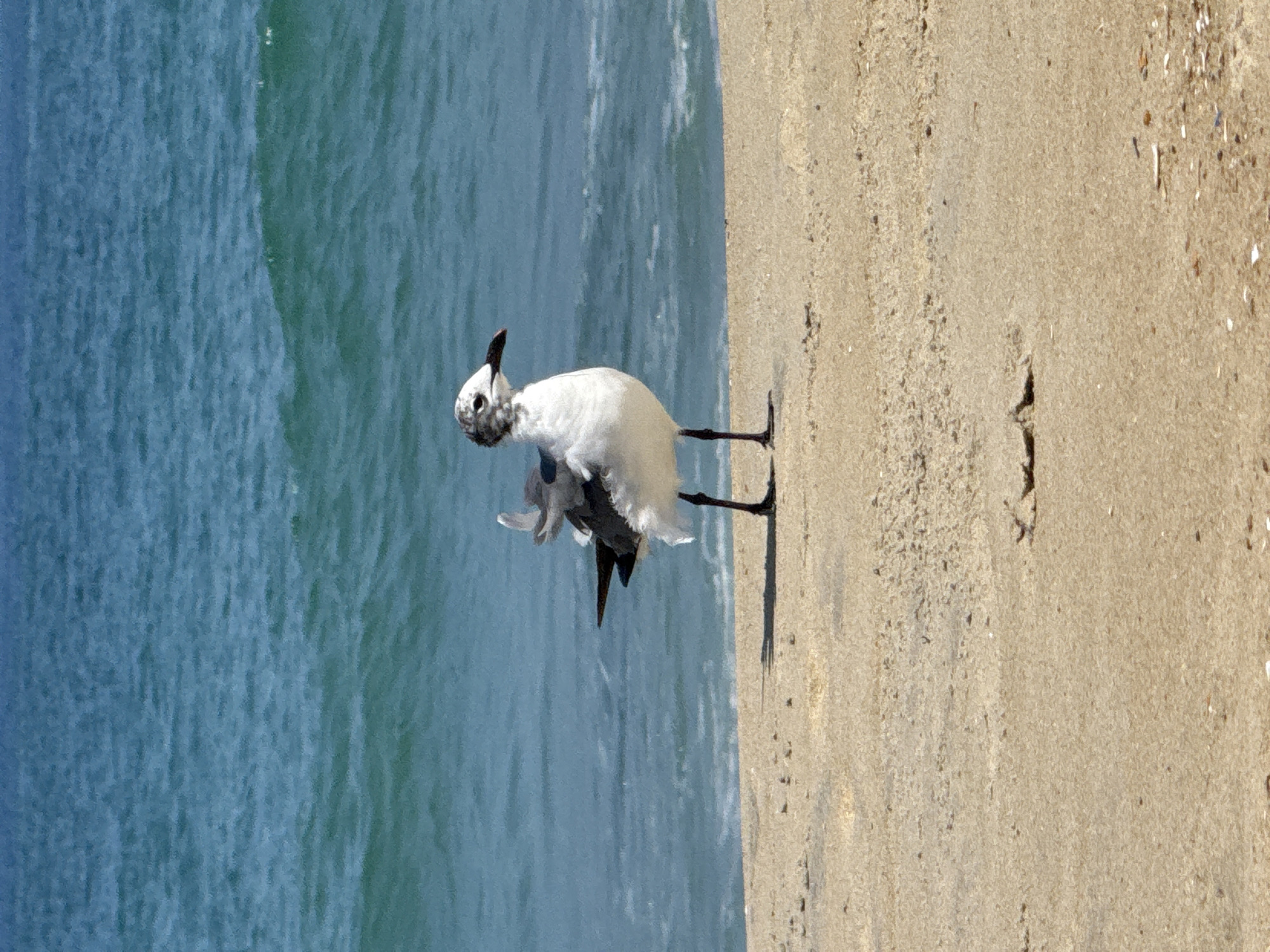 A seagull stands on a sandy beach in Nags Head, United States of America, with the turquoise ocean in the background. The bird, predominantly white with grey and black markings, is facing left and appears to be preening or adjusting its feathers with its beak. Its legs are dark and thin, and it stands on one leg. The sand is a light beige color and shows some ripples and small debris. The ocean has gentle waves and reflects the bright sunlight. The sky is not visible in the frame.