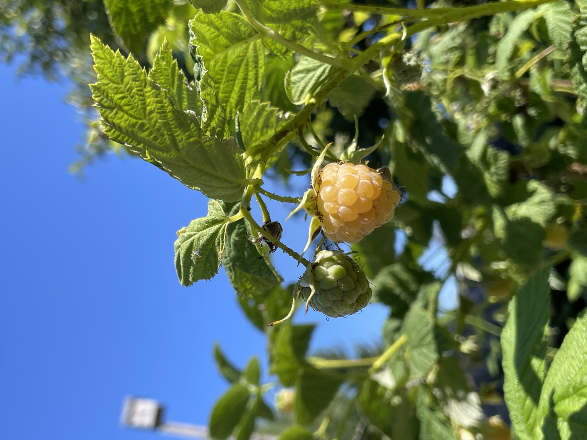 This image captures a close-up view of a raspberry plant under a clear blue sky. Two raspberries are prominently featured: one is green and unripe, while the other is ripe and a vibrant yellow-orange. Both berries are clustered on a thorny stem, surrounded by lush green leaves. The leaves exhibit a textured, veined surface, with some showing serrated edges. In the background, a blurred white structure, possibly a birdhouse or a light fixture, is visible against the sky, along with out-of-focus foliage. The lighting suggests a sunny day, with sunlight illuminating the leaves and berries. The scene appears to be outdoors, likely in a garden or natural setting. The location of Дресвяново, Russia is not depicted in the image.
