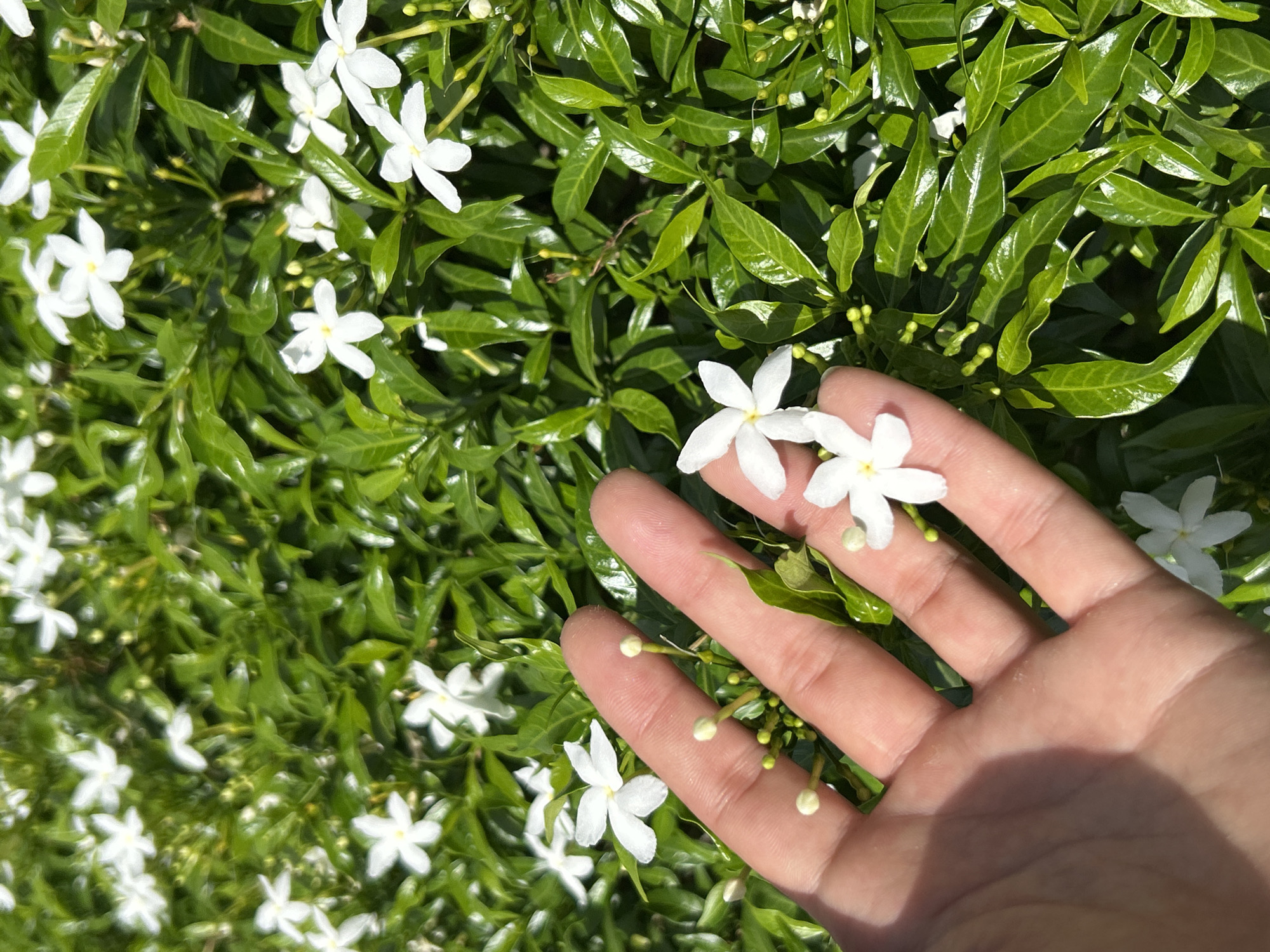 In Wichit, Thailand, a person's hand is shown gently holding several small, white flowers amidst a dense green foliage of shrubs. The hand, with visible fingerprints, is positioned in the foreground, with two fingers pointing towards the camera. Two delicate white flowers are held between the index and middle fingers, their petals slightly open. Below these, two small, unopened flower buds are also visible. In the background, a profusion of green leaves and numerous white flowers of the same type create a lush, natural setting. The lighting suggests a bright, sunny day.