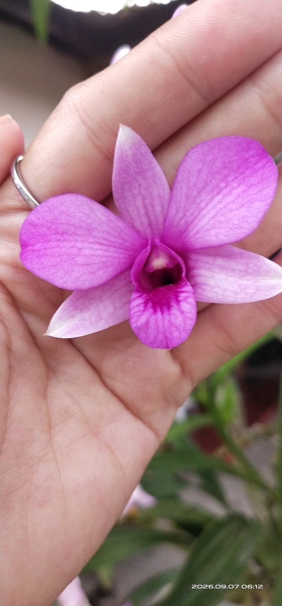A close-up overhead shot shows a pink orchid flower held in a person's hand. The flower's petals are a vibrant pink with lighter, almost white tips, and a darker, fuchsia-colored center. The delicate veins of the petals are visible. The hand is open, cradling the flower, and the skin tone is light. A silver ring is visible on the index finger. The background is blurred, showing hints of green foliage and what appears to be a pot. The timestamp "2026.09.07 06:12" is visible in the bottom right corner. The scene is likely indoors or in a sheltered outdoor space, possibly a garden or greenhouse, given the presence of plants. There is no identifiable location within the city of Matabu, Indonesia.