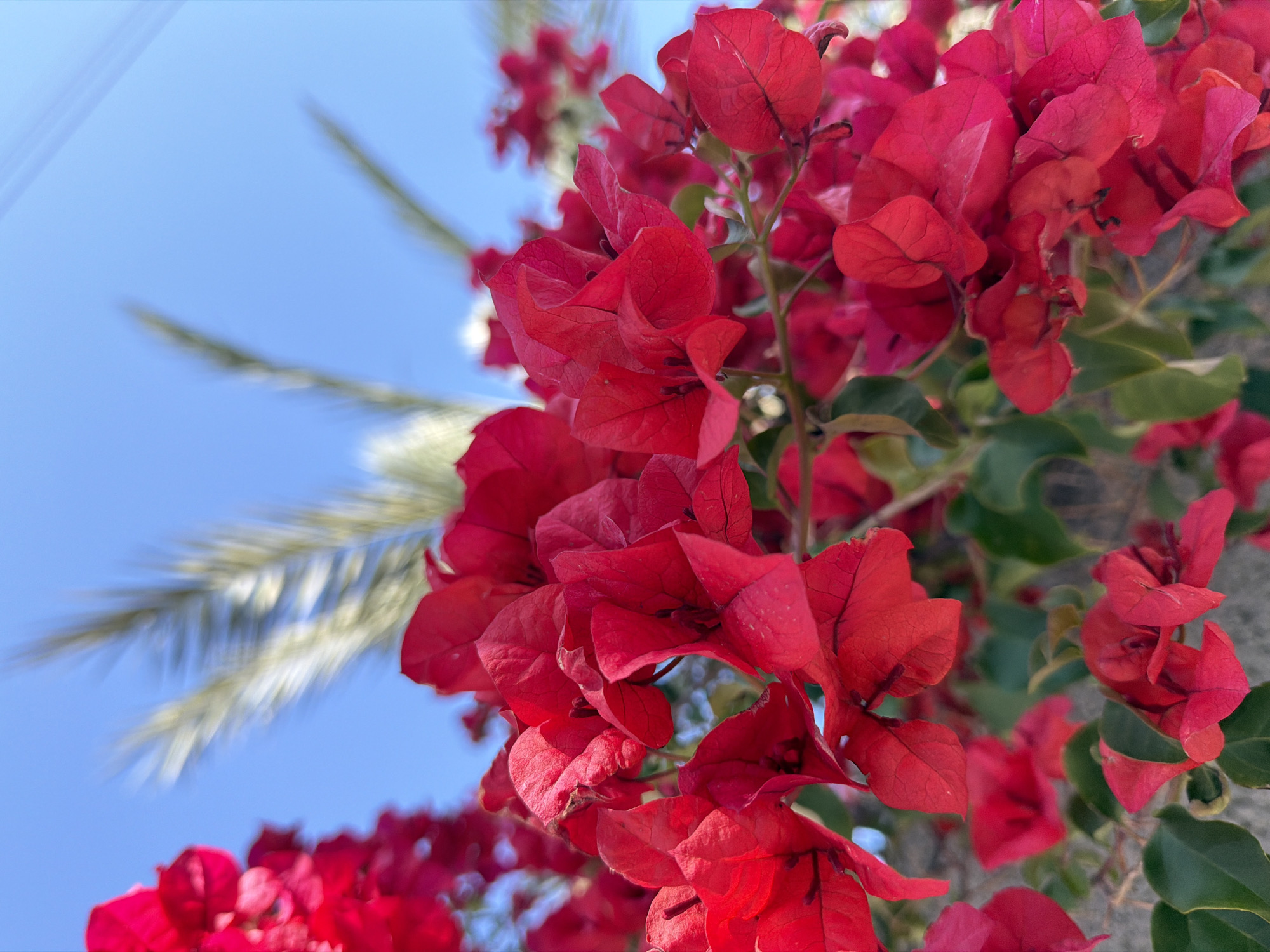 The image captures a close-up, upward-angled view of a dense cluster of vibrant red bougainvillea flowers and their associated green foliage, brightly illuminated by natural daylight. The setting is an outdoor environment in Tel-Aviv, Israel, characterized by a clear, unclouded blue sky visible in the background. A blurred palm frond is distinctly visible in the upper right portion of the frame against the sky. Faint, indistinct linear elements, consistent with utility wires or cables, are also subtly present in the upper right background. No individuals, human actions, or interactions are depicted within the scene. The foreground flowers are in sharp focus, while the background elements are softly blurred.