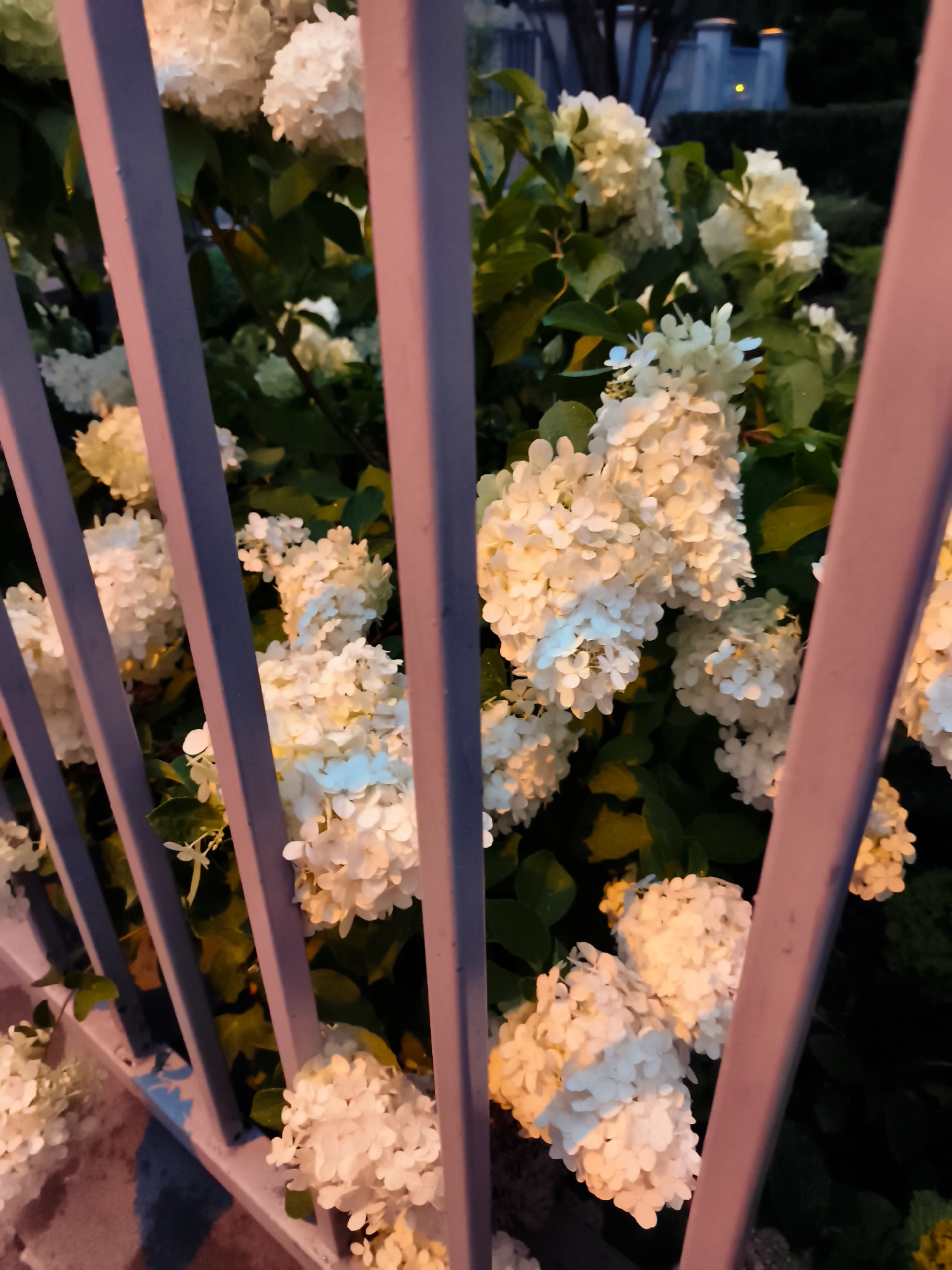 The image shows a close-up view of white hydrangeas behind a light purple metal fence. The flowers are in full bloom, with many small, dense clusters of petals. The lighting suggests it is either early morning or late evening, as indicated by the warm, soft glow on the flowers and the shadows. The background is dark, with hints of green foliage and some indistinct structures that could be part of a building or garden. The fence is composed of vertical bars with a slight sheen, and some bars are angled. The overall impression is one of a peaceful, natural scene, potentially in a residential garden or a park. The image does not contain any identifiable people or specific landmarks that would pinpoint a location within Gdańsk, Poland.