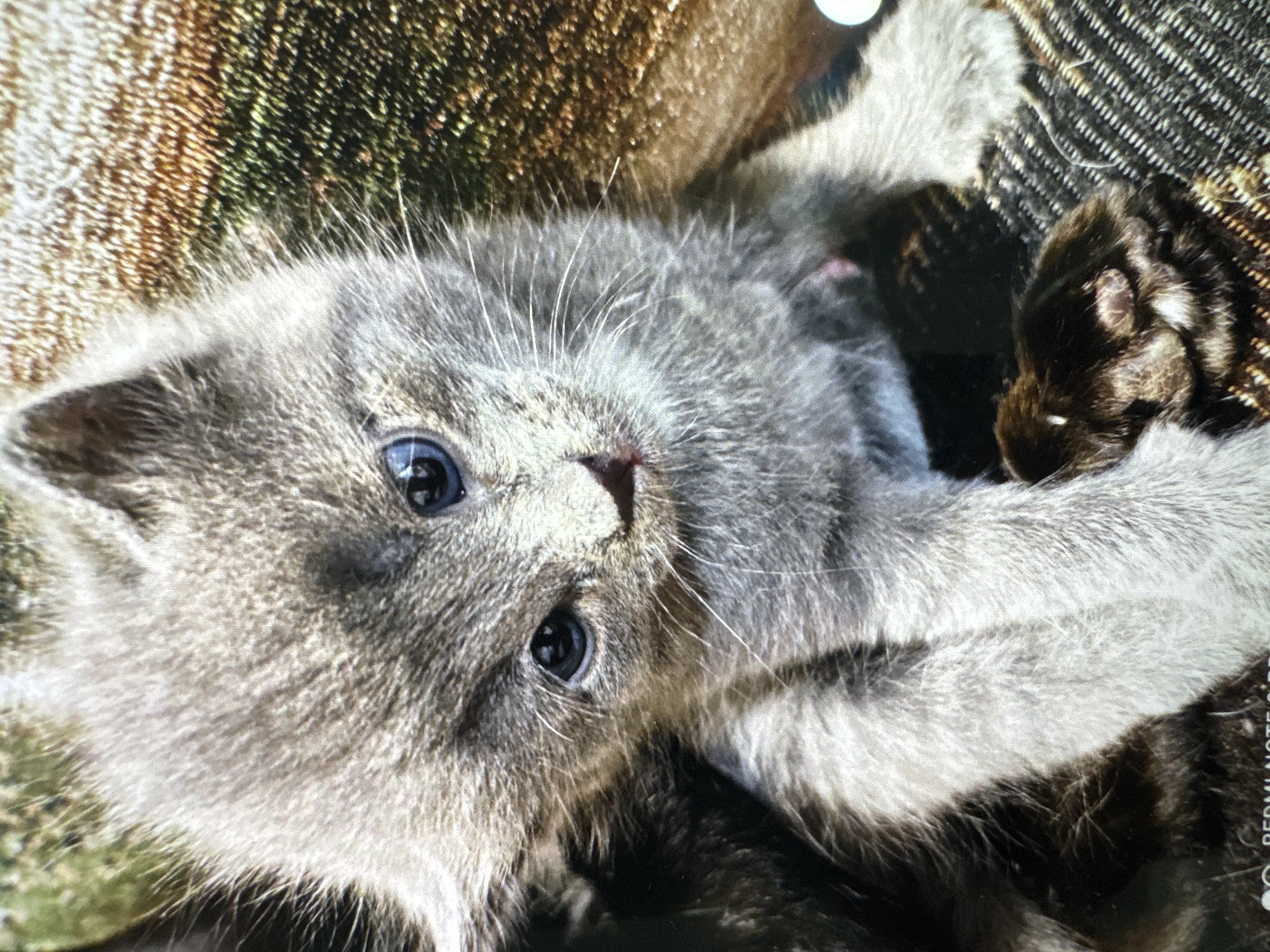 A gray kitten with blue eyes is lying on a textured surface. The kitten's head is tilted upwards, and it appears to be looking at the camera. A dark object, possibly another animal, is partially visible next to the kitten. The background is blurry and indistinct, with textures suggesting fabric or furniture. The bottom right corner has a watermark with "REDMI NOTE 9 PRO." The image does not provide sufficient information to determine a location in the city of Фоки, Russia.