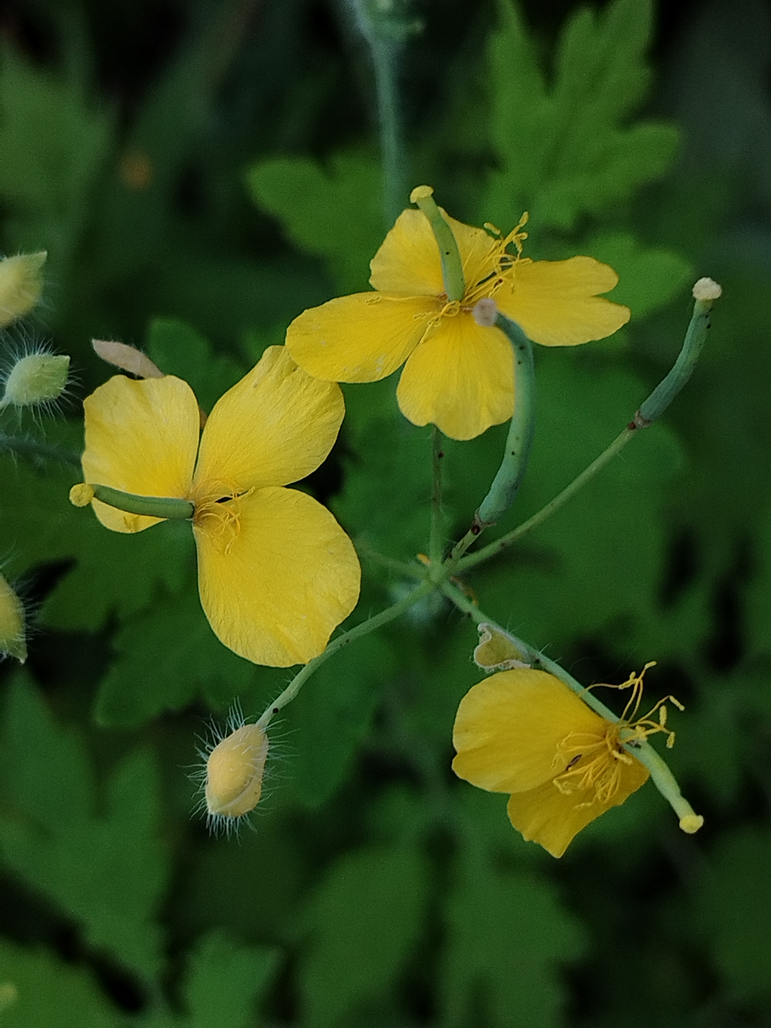 This close-up, vertical shot showcases several bright yellow flowers and buds of what appears to be greater celandine, scientifically known as *Chelidonium majus*, set against a blurred, deep green background of foliage. The flowers have four petals each, and some are in full bloom while others are tightly closed buds covered in fine white hairs. The stamens in the open flowers are thin and yellow. Elongated green seed pods, some with dark spots, are also visible, attached to thin stems. The lighting suggests it is daytime, possibly overcast, as the light is soft and diffused, highlighting the vibrant yellow of the petals without harsh shadows. The shallow depth of field draws the viewer's attention to the delicate details of the flowers and their reproductive parts, with the green leaves serving as a soft, out-of-focus backdrop. There is no visible text in the image. The overall mood is natural and serene, emphasizing the simple beauty of these wildflowers. The setting is a natural outdoor environment, likely a garden or a wooded area where this plant commonly grows.