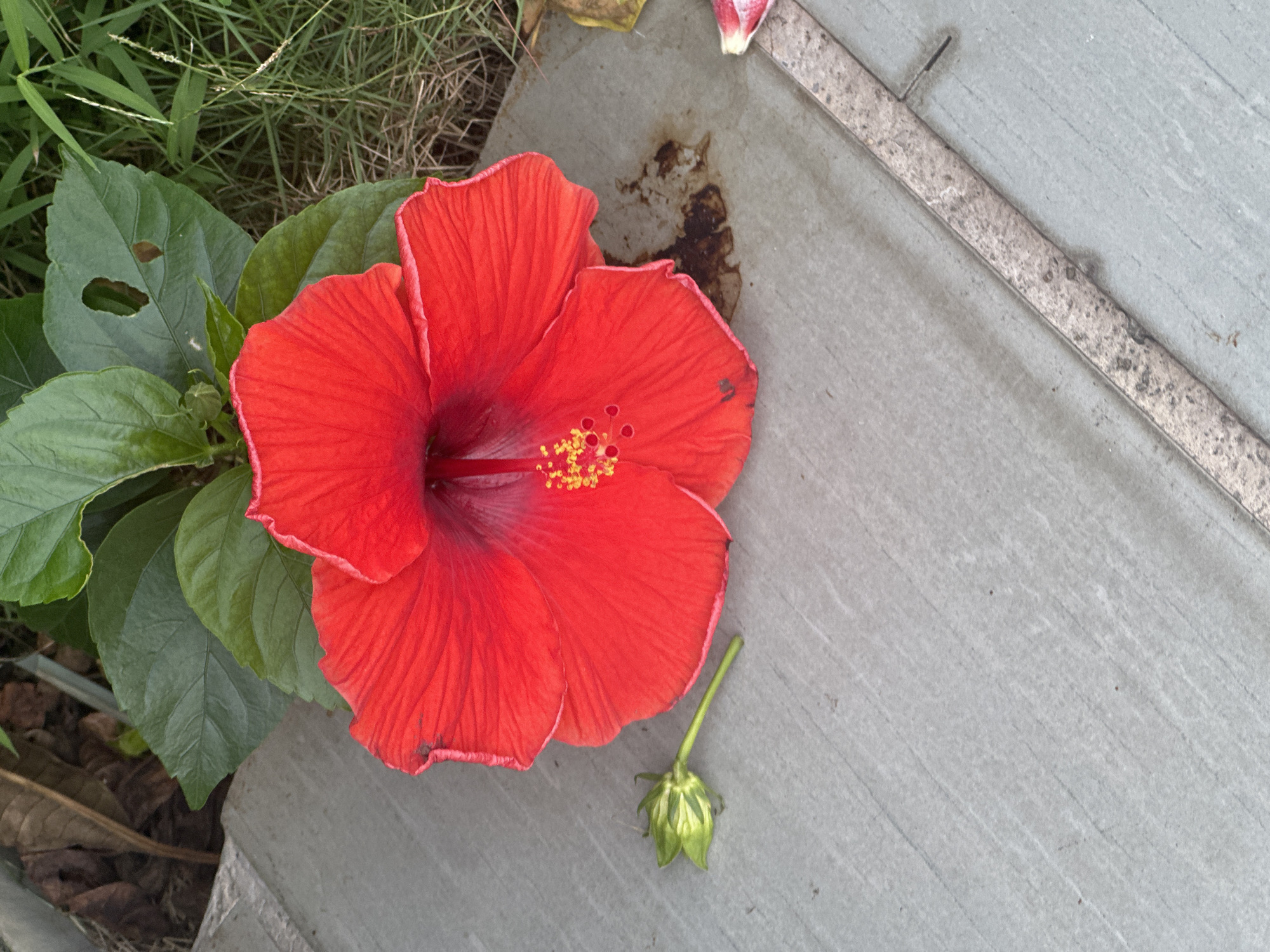 A bright red hibiscus flower is the central focus of this image, lying on a gray concrete surface. The flower is fully bloomed, displaying its vibrant petals and a prominent stamen with yellow pollen. To the left of the flower, a small green hibiscus bud on a stem rests on the concrete. Behind the flower, lush green hibiscus leaves are visible, some with small imperfections like holes. The background transitions to dry leaves and grass, suggesting an outdoor setting. A thin, weathered metal strip runs diagonally across the bottom right of the frame, partially on the concrete. There is a dark, stained patch on the concrete near the flower, the origin of which is unclear. The scene appears to be located in the city of Nam Nha Trang Ward, Vietnam, as indicated by the environmental context of lush vegetation and concrete pathways often found in such locations.