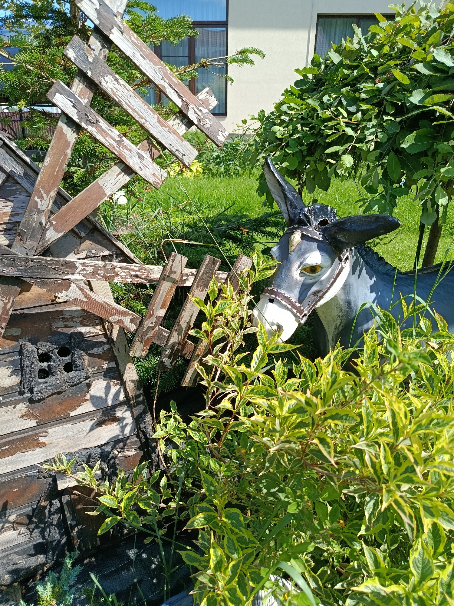 A donkey figurine is positioned in a garden, partially obscured by green foliage. The figurine is gray with a white muzzle and brown bridle. Behind the figurine, a dilapidated wooden structure with a lattice-like section stands amidst green grass and trees. The background shows a building with windows. The scene is illuminated by natural sunlight, creating shadows. The image appears to be taken outdoors in a residential garden.