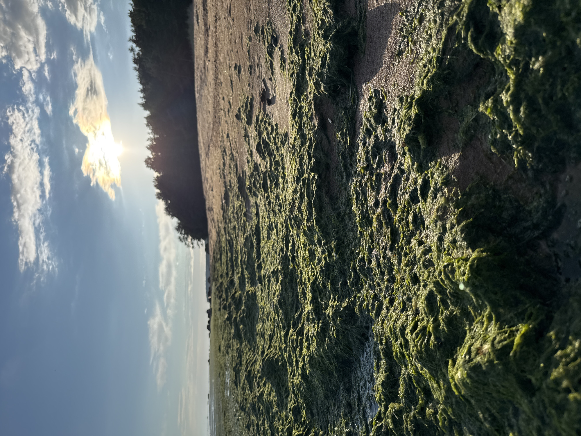 The image depicts a low-angle view of a beach covered in thick, bright green seaweed. The seaweed forms undulating mounds across the sand, some of which are wet and glistening. In the background, the sandy beach continues, leading to a line of dark green evergreen trees. Beyond the trees, a calm body of water is visible, meeting a hazy horizon. The sky is a clear blue, with scattered white clouds. The sun is shining brightly, positioned high in the sky and partially obscured by a cloud, casting a warm light and long shadows across the scene. The location is the beach in Zelenaya Roshcha, Russia.