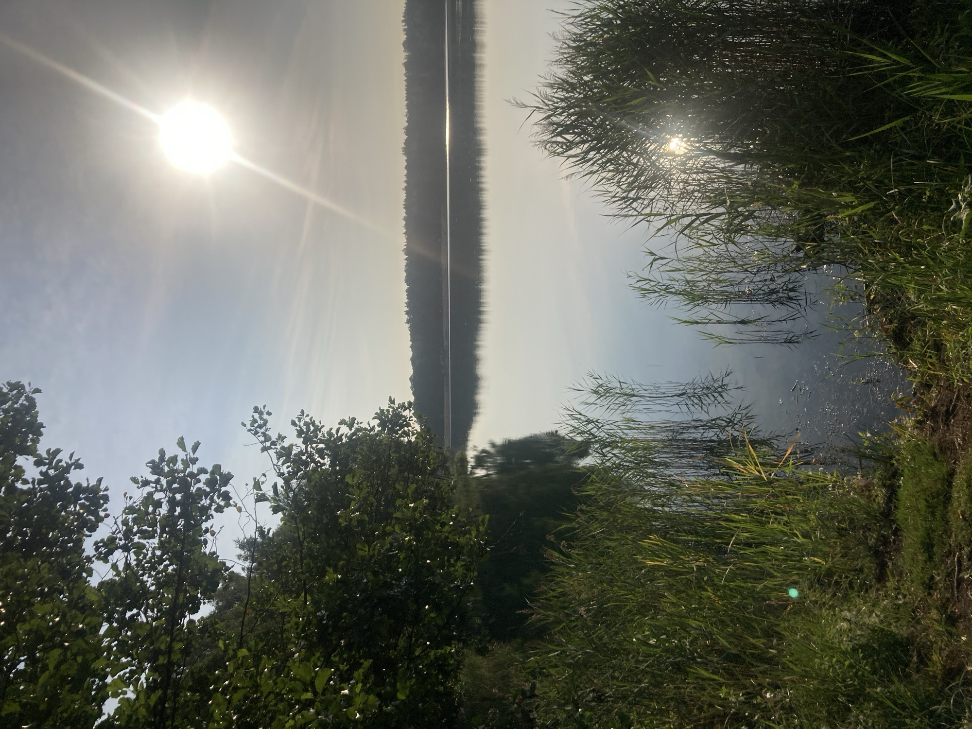 The image depicts a serene lake scene in the vicinity of Яглевіцкі сельскі Савет, Belarus. The sun, positioned in the upper right quadrant, casts a bright glare across the sky and reflects off the still water of the lake. Tall green reeds and grasses line the foreground, growing from the muddy bank. Lush green foliage from trees overhangs the left side of the frame, casting shadows on the water. In the distance, a dark line of trees forms the horizon across the lake. The water is calm, creating a mirror-like reflection of the sky and the surrounding vegetation. There are no people or animals visible in the image.