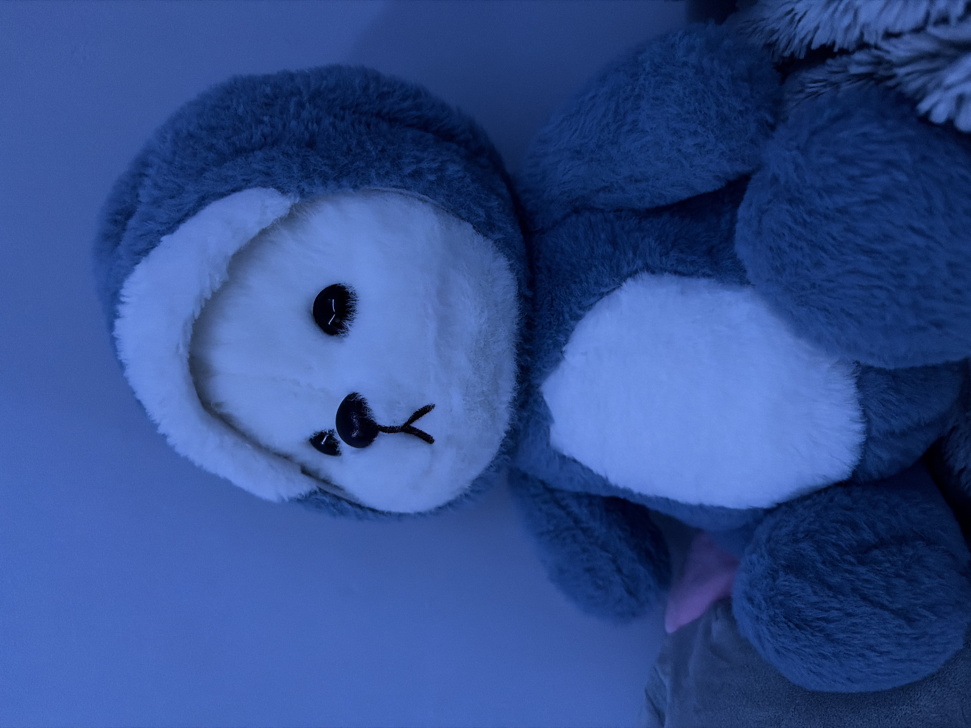 The image displays a close-up of a plush toy, likely a sloth or a similar mammal, resting indoors. The toy is predominantly gray-blue with a white face and belly, indicating its soft, fuzzy texture. It has dark, round button eyes and a small, embroidered black nose and mouth. The toy's head is tilted towards the viewer, and its body is partially visible to the right. A small hint of pink, possibly part of the toy or another object, can be seen near the bottom.
The scene is dominated by a pervasive deep blue light, suggesting dim conditions, possibly nighttime, or the use of specific ambient lighting, such as a blue nightlight or LED. This blue hue colors the entire image, including the background which appears to be a plain surface like a wall or bedding. The plush toy itself casts soft shadows, contributing to the gentle and calm atmosphere. There is no discernible activity taking place; the toy is simply positioned on a surface. No specific location cues beyond an indoor setting are visible, nor is any text. The overall impression is one of quietude and softness, possibly captured in a child's room or a cozy personal space in Perm, Russia.