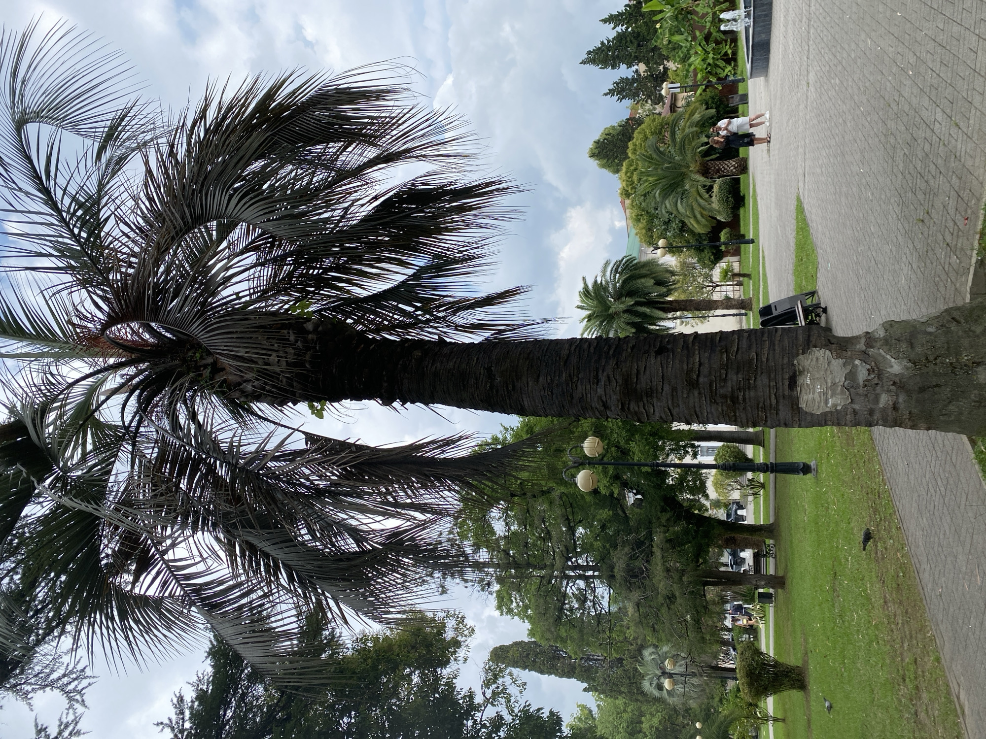 This is a photograph of a park scene in Sokhumi, Abkhazia, under a cloudy sky. In the foreground, a large palm tree with dark bark and desiccated fronds dominates the right side of the frame. To the left and behind it, other trees, including cypress and more palm trees, are visible, as well as two lampposts with creamy spherical globes. A paved walkway extends from the foreground towards the background, bordered by a grassy area with scattered leaves. Two pigeons are present on the grass. In the middle ground, two women, one in a black dress and the other in a white outfit, stand near a circular fountain with water jets. Further in the background, there are buildings and more greenery. The overall impression is of a well-maintained public park.