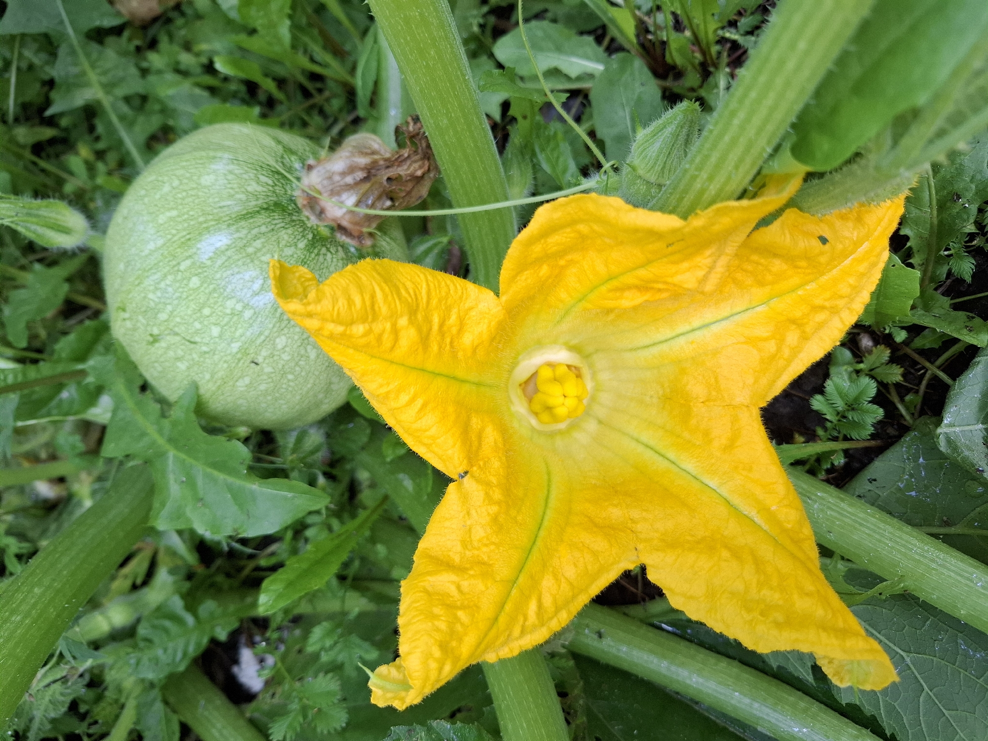The image shows a close-up view of a zucchini plant in what appears to be a garden. A large, vibrant yellow zucchini flower with five petals is in the foreground, its textured surface slightly fuzzy. At the center of the flower, yellow stamens are visible. Behind the flower, a small, round, light green zucchini fruit is developing. The plant's thick, green stems and large, textured leaves are also prominent. The background consists of more green foliage and dark soil, suggesting an outdoor, natural setting. The lighting is diffused, indicating it might be an overcast day or a shaded area. There are no people present in the image. The scene is devoid of any urban elements or specific landmarks that would allow for precise location identification within Tyumen, Russia.
