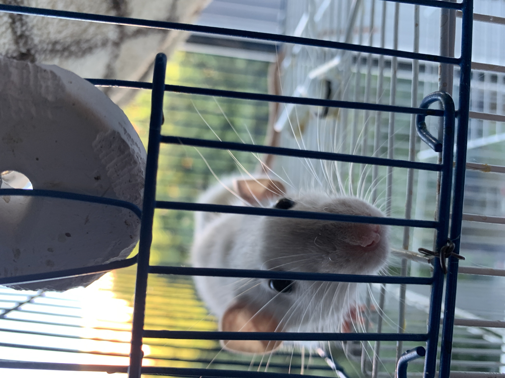 A close-up, eye-level shot captures a light-colored rat in a blue metal cage. The rat's face, dominated by its large, dark eyes and prominent white whiskers, is the central focus. Behind the rat, out of focus, is a blurry background of green foliage illuminated by the warm glow of what appears to be sunset or sunrise. A portion of a white, rough-textured object, possibly a chew toy, is visible at the top of the frame, partially obscuring the background. The cage bars are dark blue and create a striped effect across the image, framing the rat. The scene is observed from inside the cage looking outwards. There is no indication of the city of Stavropol, Russia.