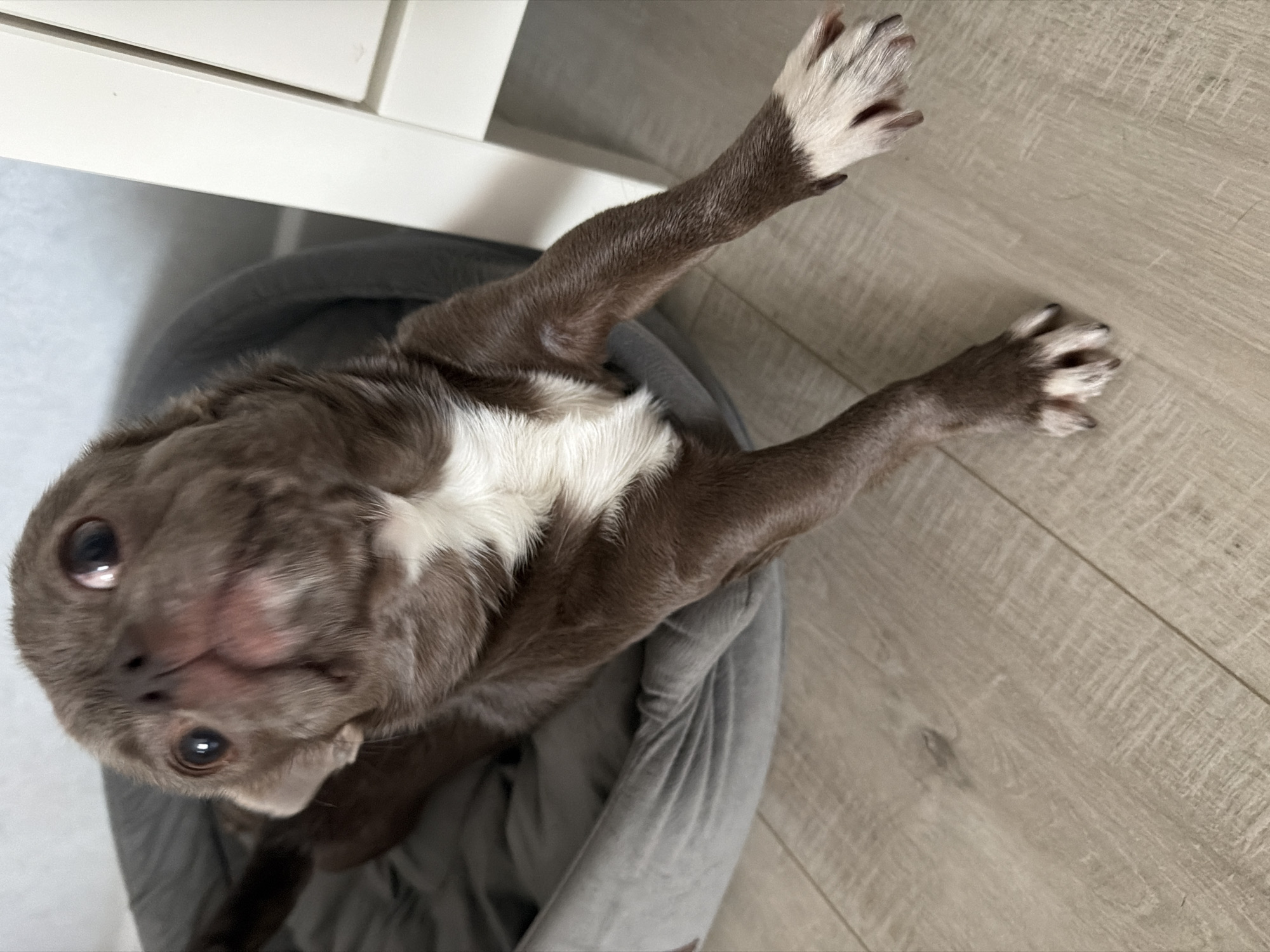 An indoor scene in Votkinsk, Russia, depicts a small, brachycephalic dog positioned partially within a circular, grey fabric pet bed. The dog, primarily dark brown with a distinct white blaze on its chest and white fur on its paws, extends its front limbs forward onto a light-colored wood-effect laminate floor. Its head is tilted upwards and slightly to the left, with wide, dark eyes looking off-camera, suggesting an alert or engaged posture. The dog's facial features appear slightly blurred, indicative of motion. A segment of white furniture, possibly a cabinet or shelving unit, is visible along the right edge of the frame. The background includes a light-colored wall.