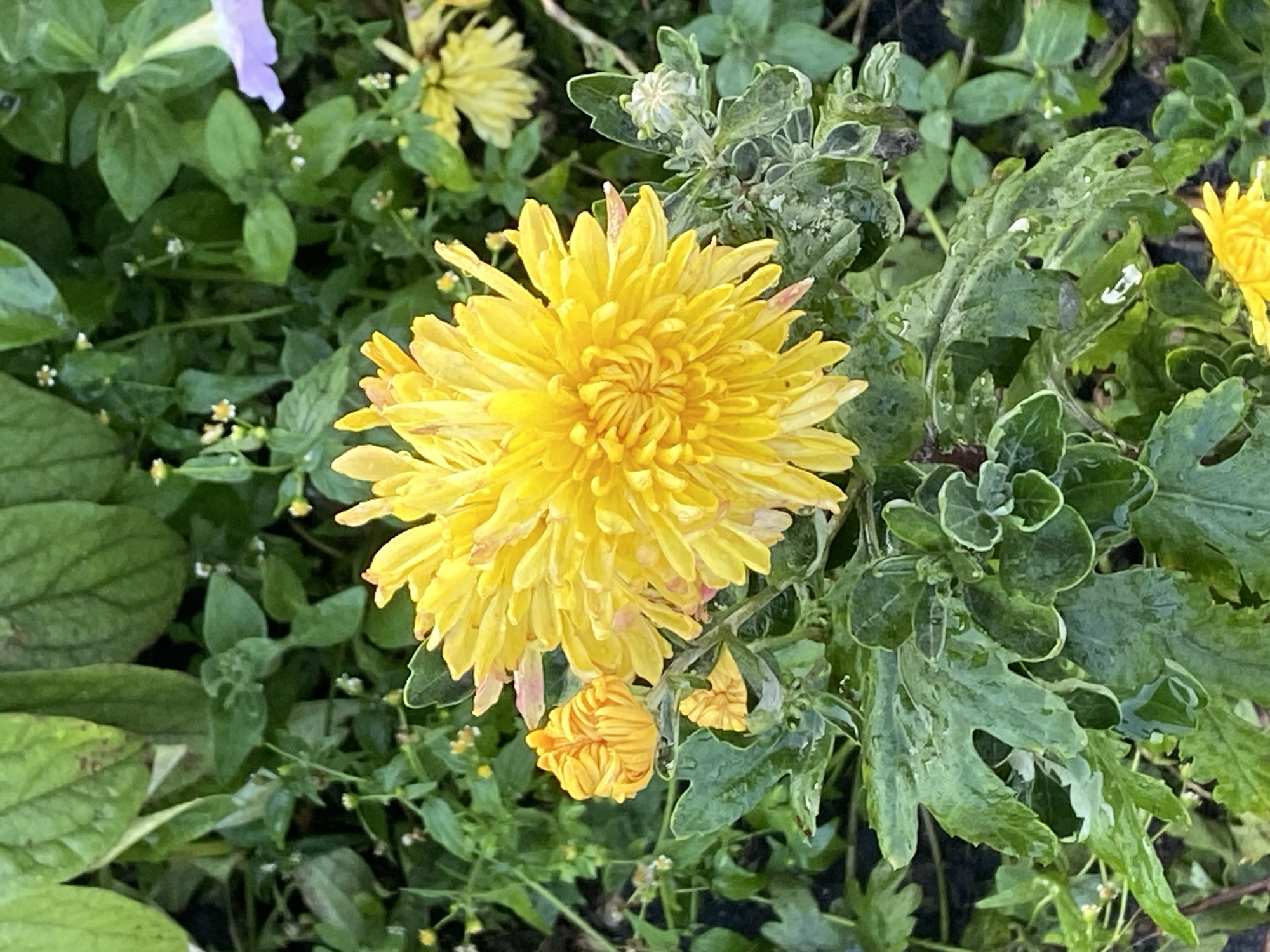 The image shows a close-up of a bright yellow chrysanthemum flower in full bloom. The flower has numerous delicate petals that radiate outwards from a central disc. There are also a few smaller, unopened buds of the same flower to the left of the main bloom. The leaves of the chrysanthemum plant are a deep green with serrated edges and appear to be slightly wet, possibly from rain or dew. The background is a blur of green foliage, with hints of other plants and flowers, including a soft purple petal visible in the upper right corner. The overall impression is one of vibrant natural beauty in a garden setting. The specific location in Воўчынскі сельскі Савет, Belarus is not discernible from the image itself.
