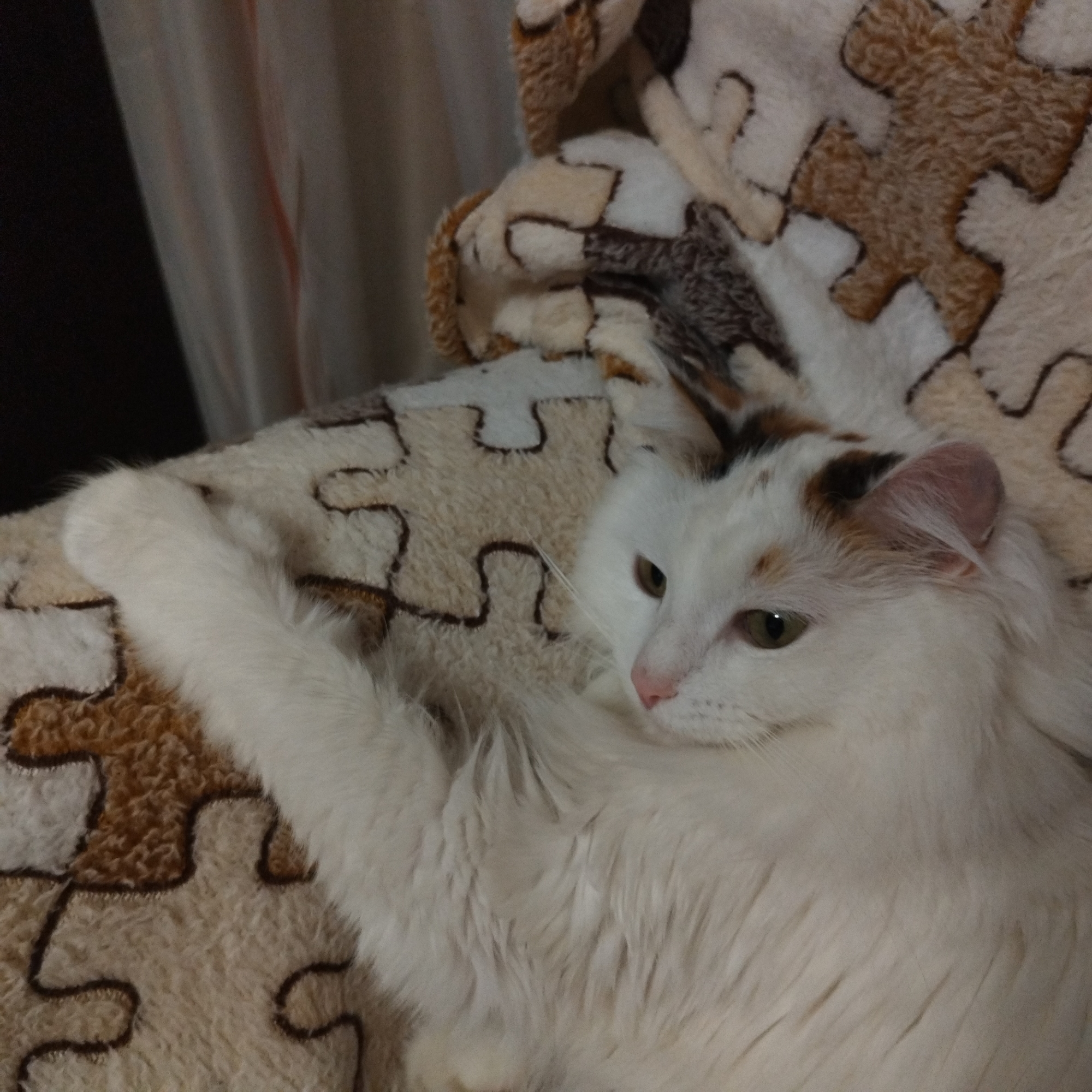 A white, long-haired cat with patches of brown and orange fur on its head is resting indoors, lying on a blanket with a puzzle-piece pattern. The cat's fur is predominantly white and fluffy, with distinctive calico-like markings around its ears and on the top of its head. Its eyes are a soft green-gold, and it gazes off to the right of the frame with a calm and contemplative expression. One front paw is extended forward, resting on the patterned blanket.
The blanket features interconnected puzzle piece shapes in various shades of brown, tan, and cream, creating a textured surface. The background on the left is dark and shadowed, possibly indicating a curtain or an unlit area of a room. The overall lighting is subdued, suggesting an indoor setting with ambient light rather than bright direct light. The scene conveys a sense of quiet relaxation and comfort. There is no visible text in the image.