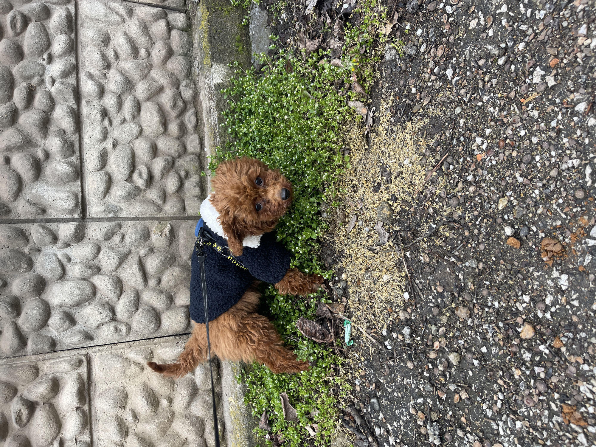A brown, poodle-like dog wearing a navy blue coat with a white collar lies on a patch of green ground cover next to a sidewalk in Sofia, Bulgaria. The sidewalk is made of light-colored, rounded stones or cobblestones. To the right of the green patch is a rough, gravelly surface with pebbles and twigs. The dog is looking upwards toward the viewer. A leash is visible, extending from the dog's coat.