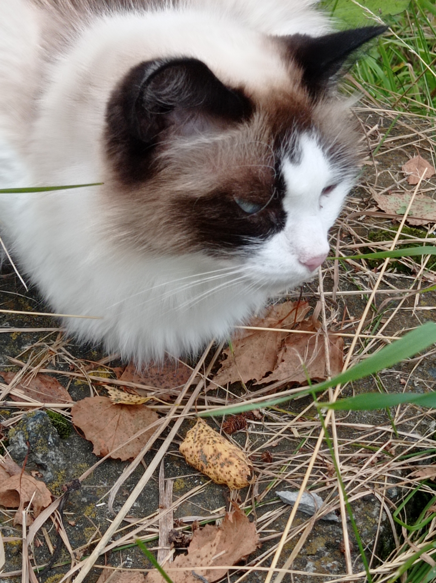 A close-up, eye-level shot captures a siamese cat lying on the ground amidst dry grass, leaves, and rocks. The cat, with its distinctive white chest and face, brown ears, and blue eyes, is looking to its right. A small, brown, dried object, possibly a dried piece of food or excrement, is located in the foreground. The background is filled with dry vegetation and patches of green grass, suggesting an outdoor, natural setting. The specific location in Degtyarsk, Russia, is not identifiable from the image itself.
