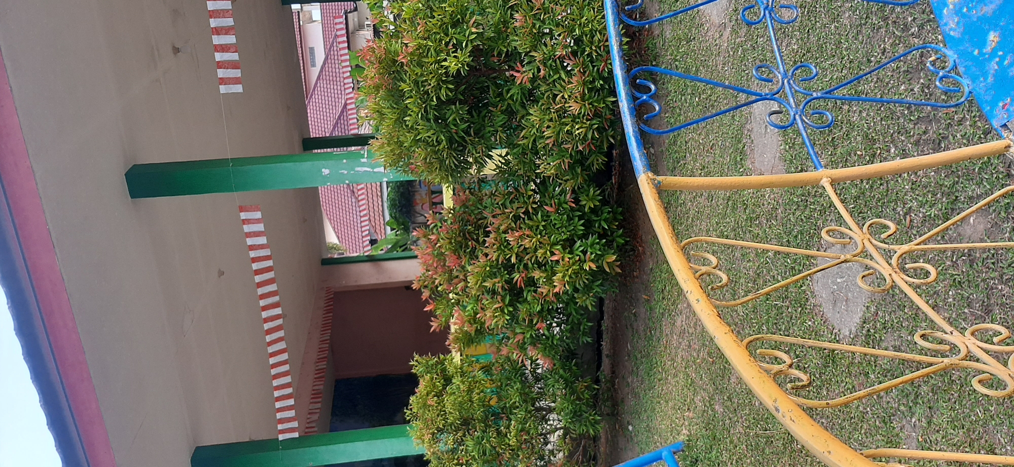 The image shows a close-up of a decorative metal railing in the foreground, painted yellow and blue with ornate scrollwork. Behind the railing is a grassy area with some patches of dirt. In the midground, there are several lush green bushes with some reddish-pink new growth. Beyond the bushes, a building with a red tiled roof is visible, with green pillars supporting an overhang. Red and white striped banners are hanging under the overhang. The scene appears to be an outdoor area, possibly a park or a public space. The presence of the red and white banners might suggest a local celebration or event. The style of the building and the vegetation are consistent with a tropical climate, potentially in Jambi, Indonesia.