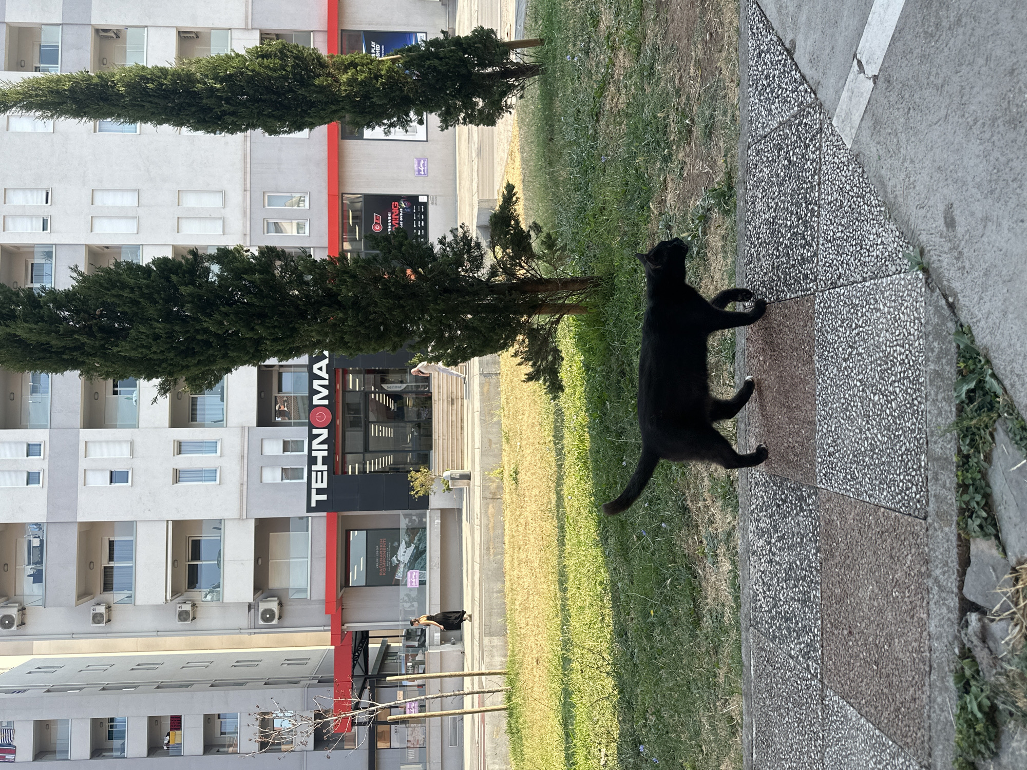 A black cat walks on a patterned sidewalk in front of a store in Budva, Montenegro. The store, "TEHNOMAX," is located on the ground floor of a modern apartment building. Two tall, slender evergreen trees flank the store's entrance. A woman in a long black dress walks on the sidewalk to the left of the store. The scene is bathed in the warm light of what appears to be late afternoon.