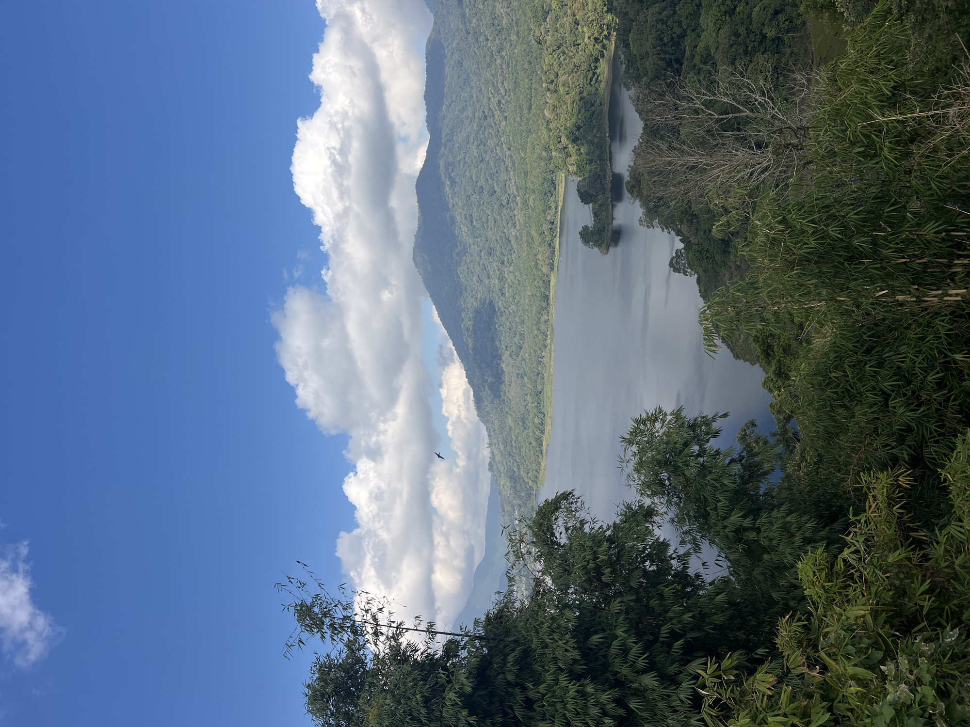 The image depicts a serene natural landscape with a calm lake surrounded by lush green hills and mountains. The sky above is a vibrant blue with scattered white clouds. In the foreground, dense foliage, including bamboo trees, partially obscures the view of the lake and the distant landscape. A single bird is visible in flight against the sky. The scene appears to be a scenic overlook, possibly a tourist destination. The location is identified as Sukasada, Indonesia, suggesting a tropical or subtropical environment. There are no people or man-made structures prominently featured in the image, emphasizing the natural beauty of the location.